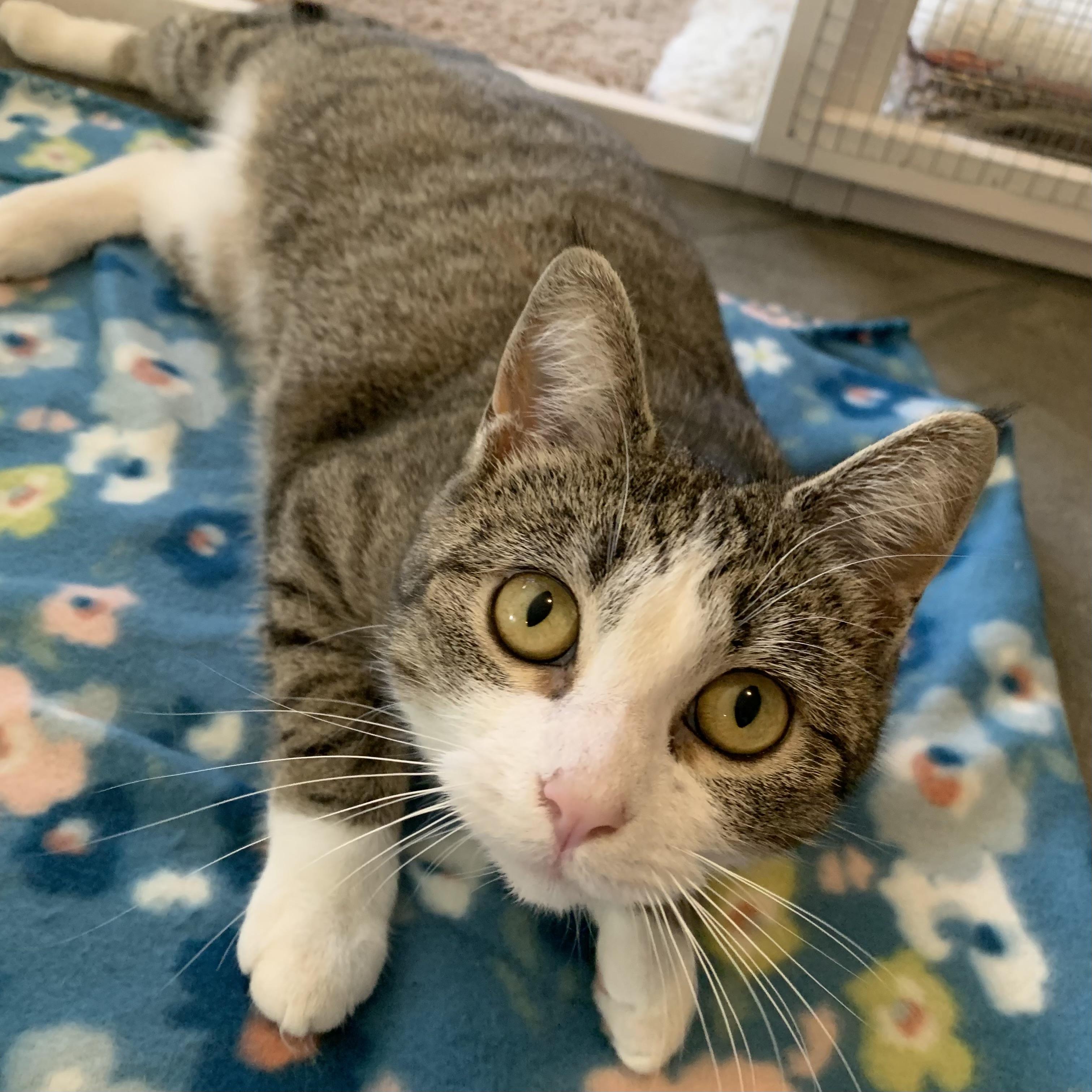 Marmalade — thumbnail 2