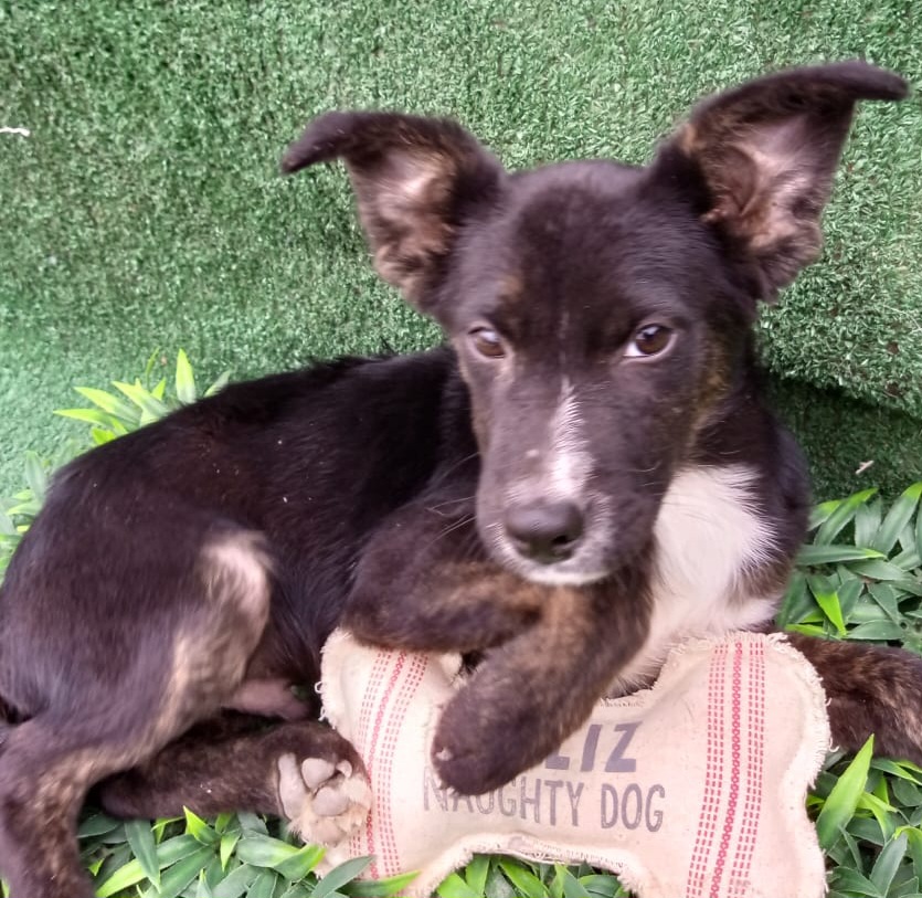 Enlarge Daddy, a Adoptable mixed breed in Los Angeles, CA image 1/1