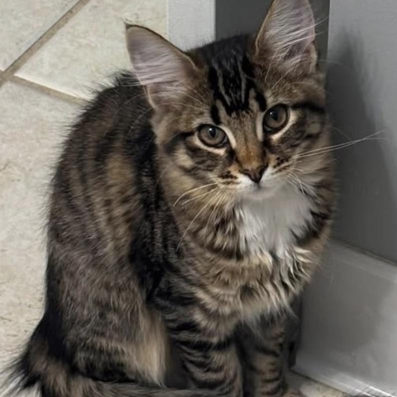 Athena, Adoptable, Kitten Female Domestic Medium Hair.