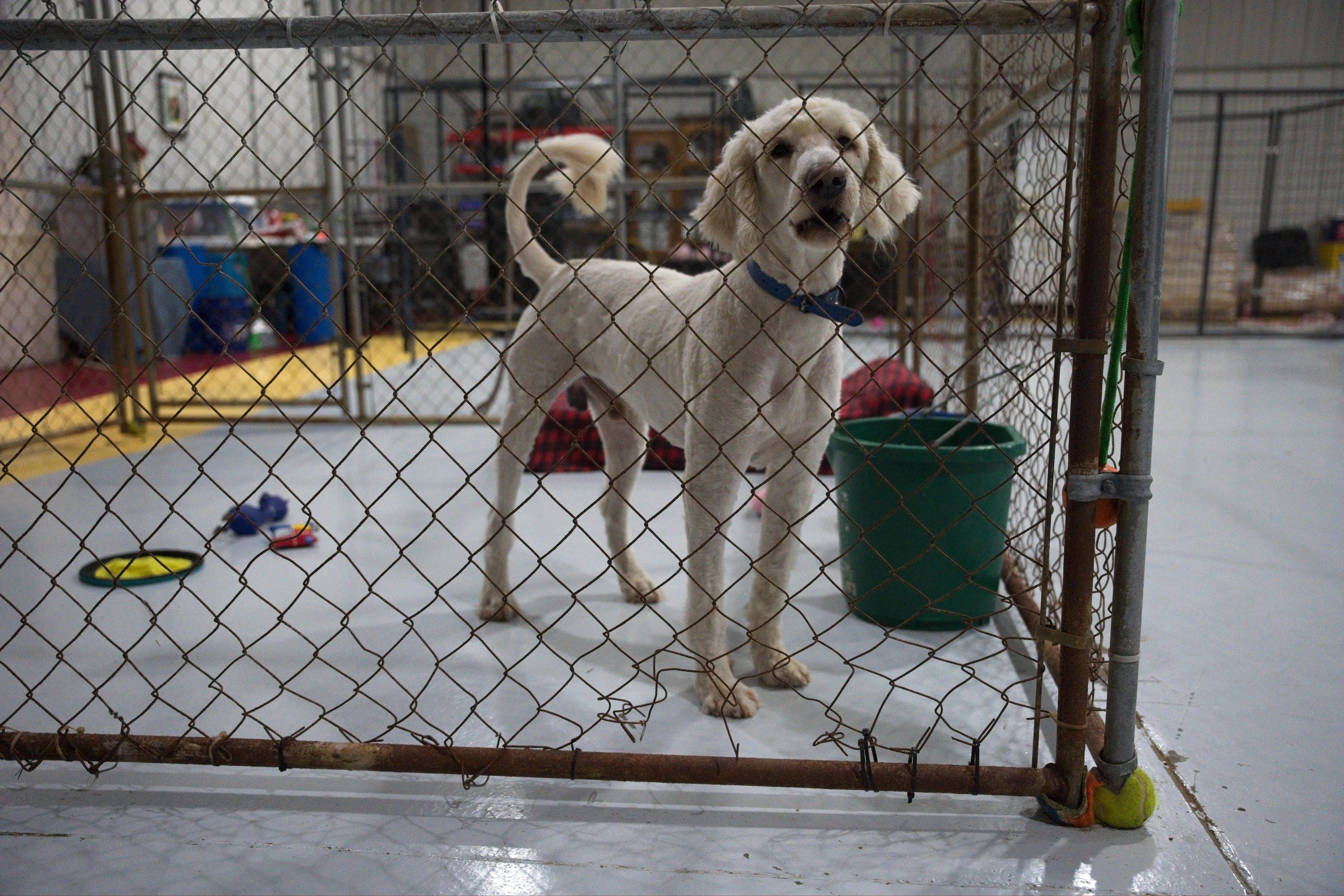 Enlarge RIGGS, a Adoptable Labradoodle in Owensboro, KY image 3/3