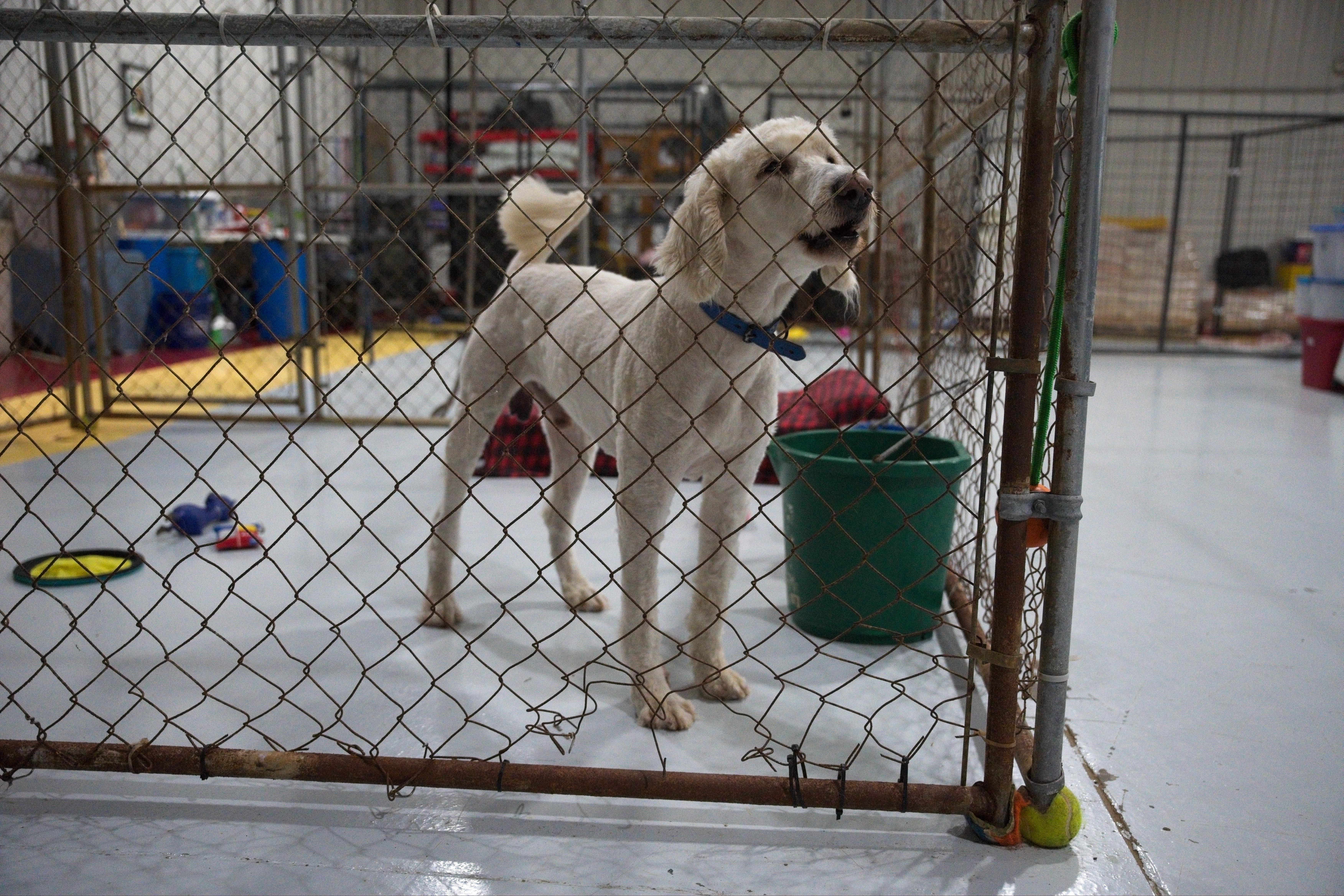 Enlarge RIGGS, a Adoptable Labradoodle in Owensboro, KY image 2/3