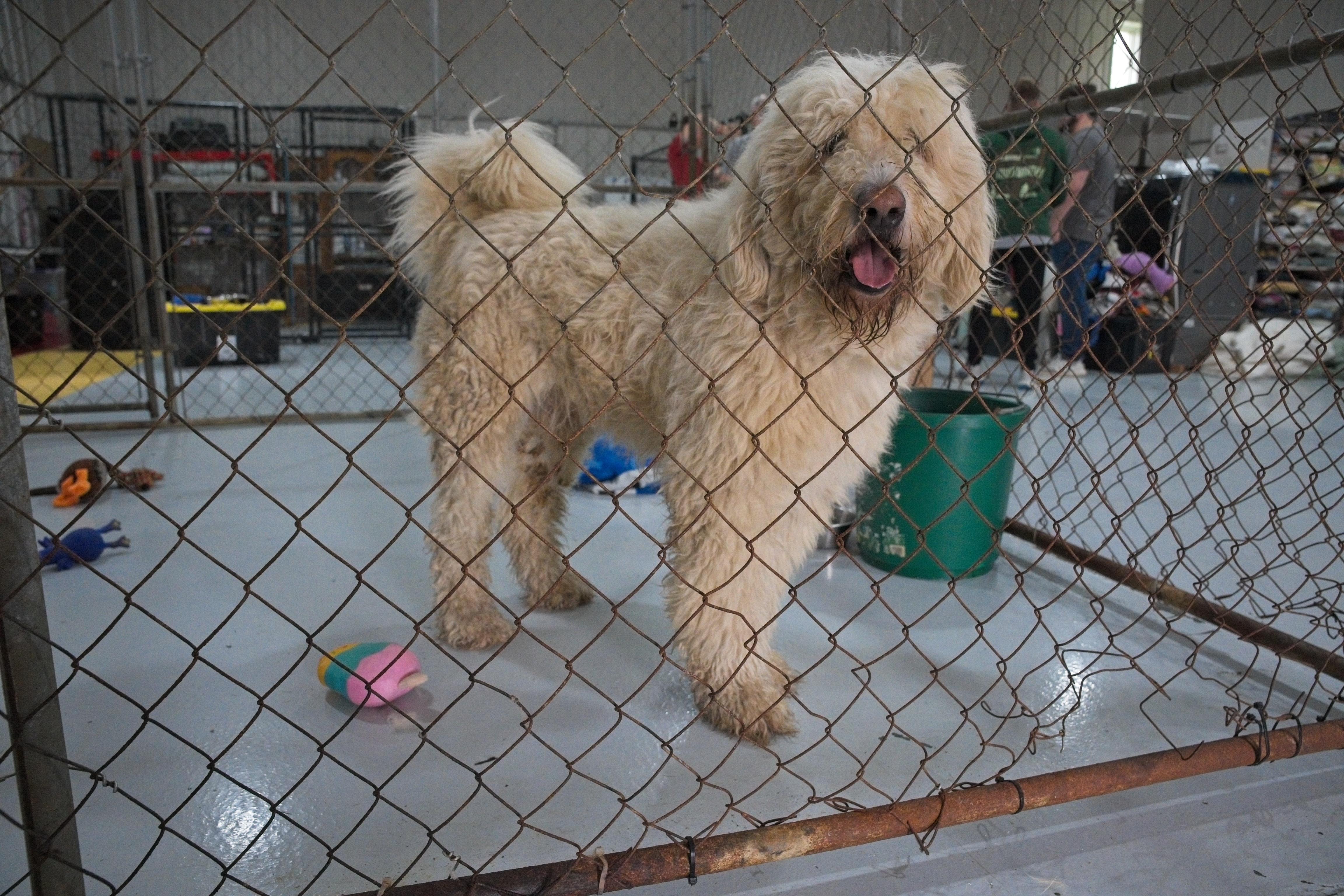 RIGGS, Adoptable, Adult Male Labradoodle.
