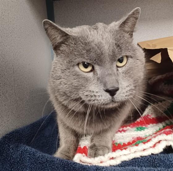 CHAI, Adoptable, Young Male Domestic Short Hair.