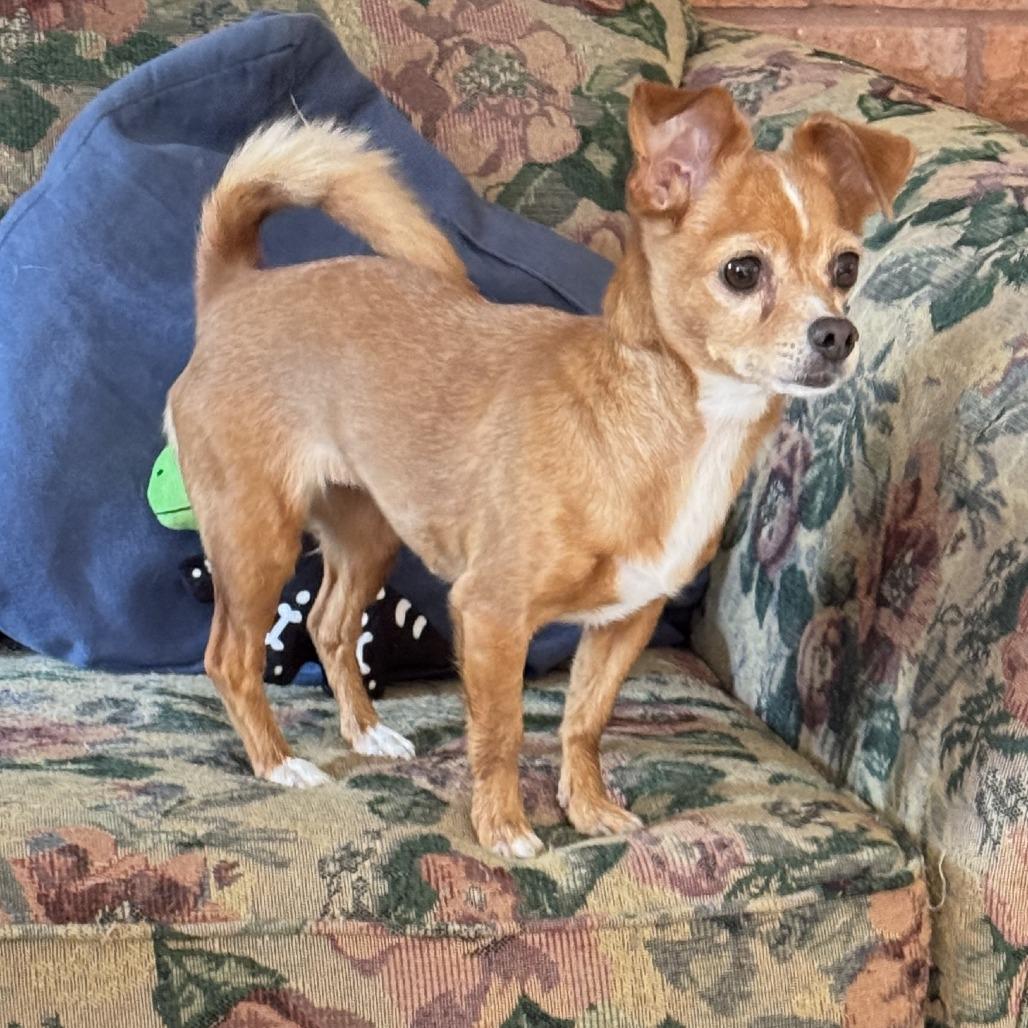 Daisy, a Adoptable Chihuahua in Gulfport, MS image 1/3
