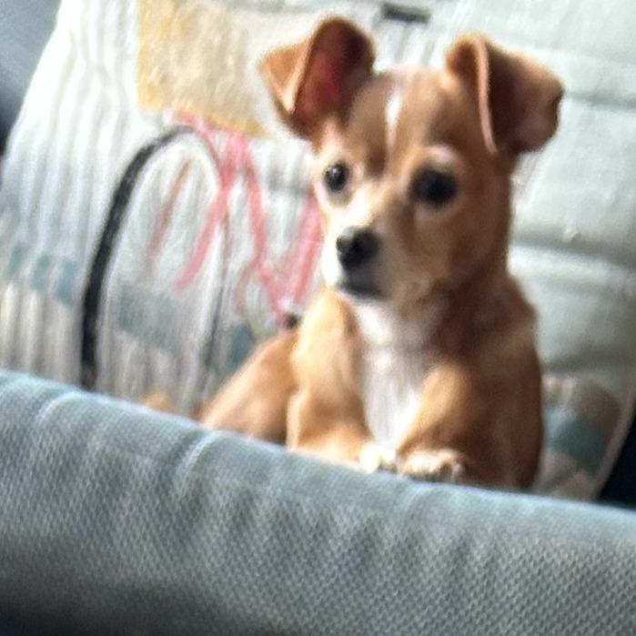 Daisy, a Adoptable Chihuahua in Gulfport, MS image 3/3