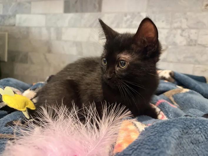Luna, a Adoptable mixed breed in Perrysburg, OH image 2/6