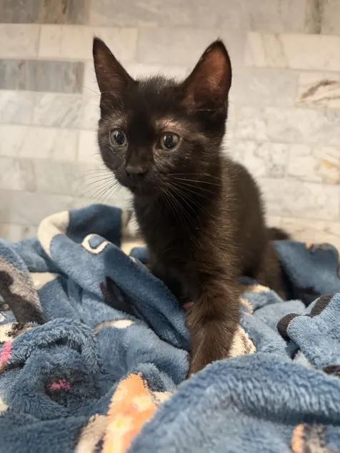 Luna, Adoptable, Kitten Female Domestic Short Hair & Domestic Medium Hair.