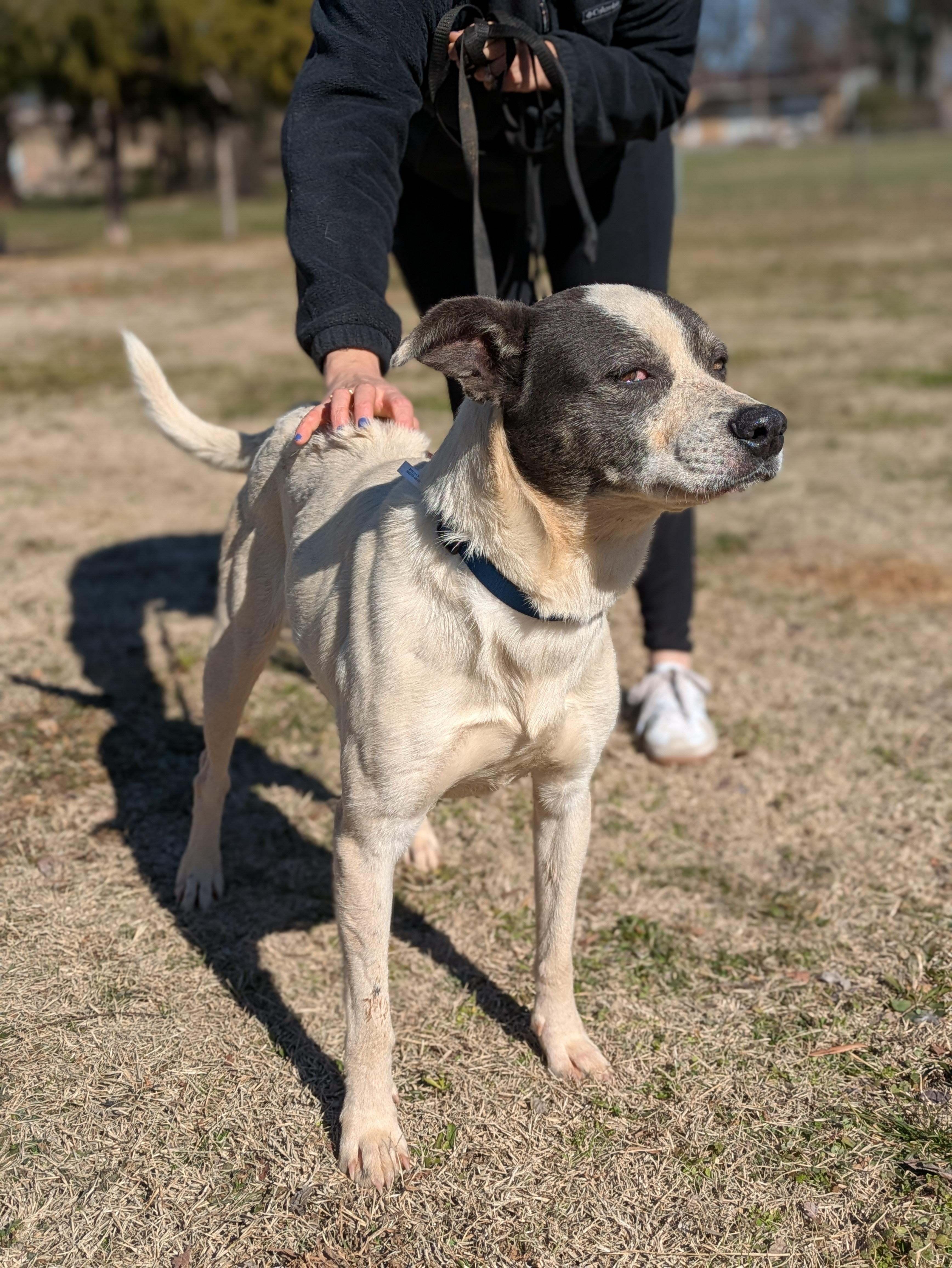 Enlarge Sassy, a Adoptable Mixed Breed in Huntsville, AL image 2/4