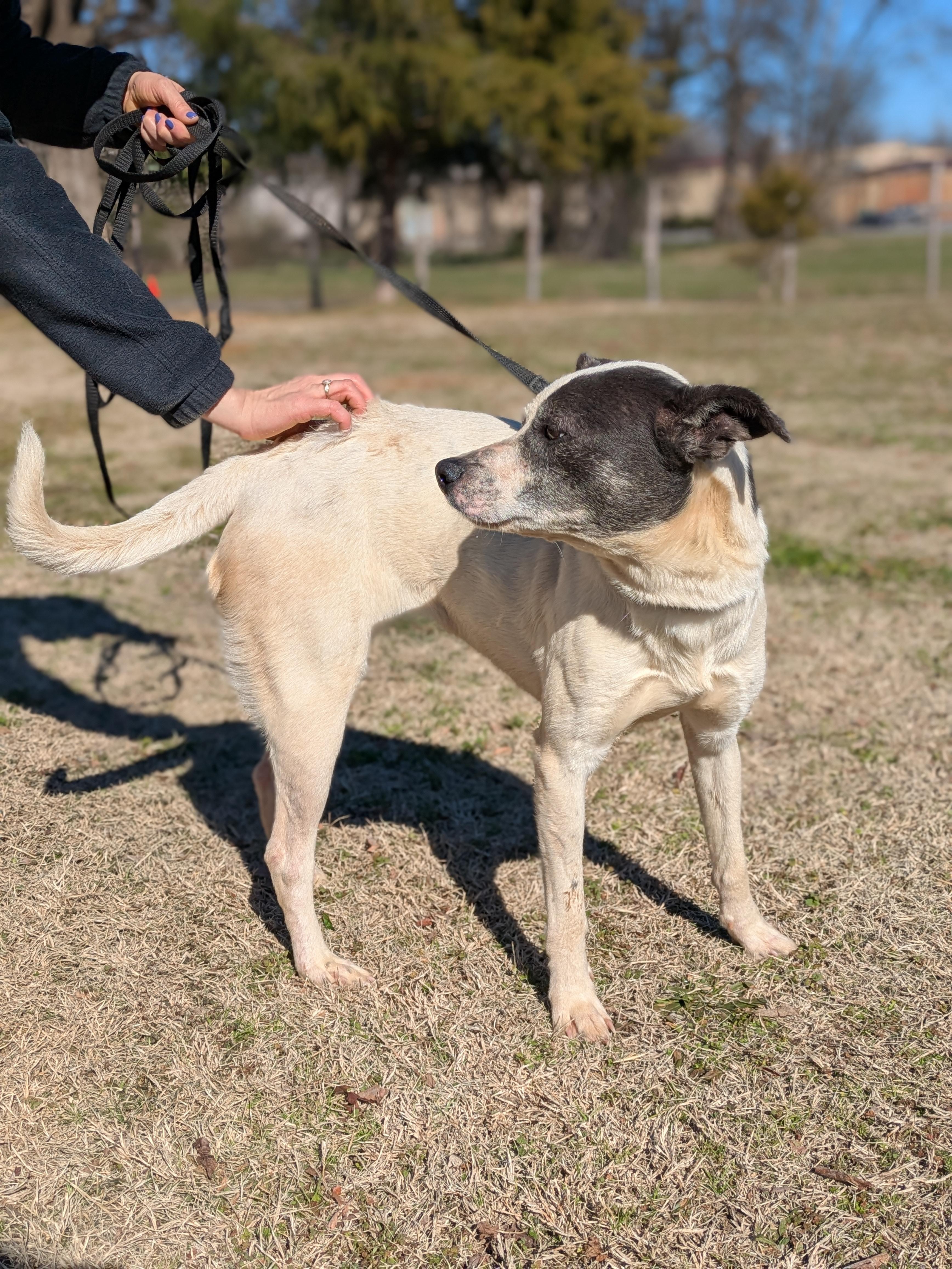 Enlarge Sassy, a Adoptable Mixed Breed in Huntsville, AL image 4/4