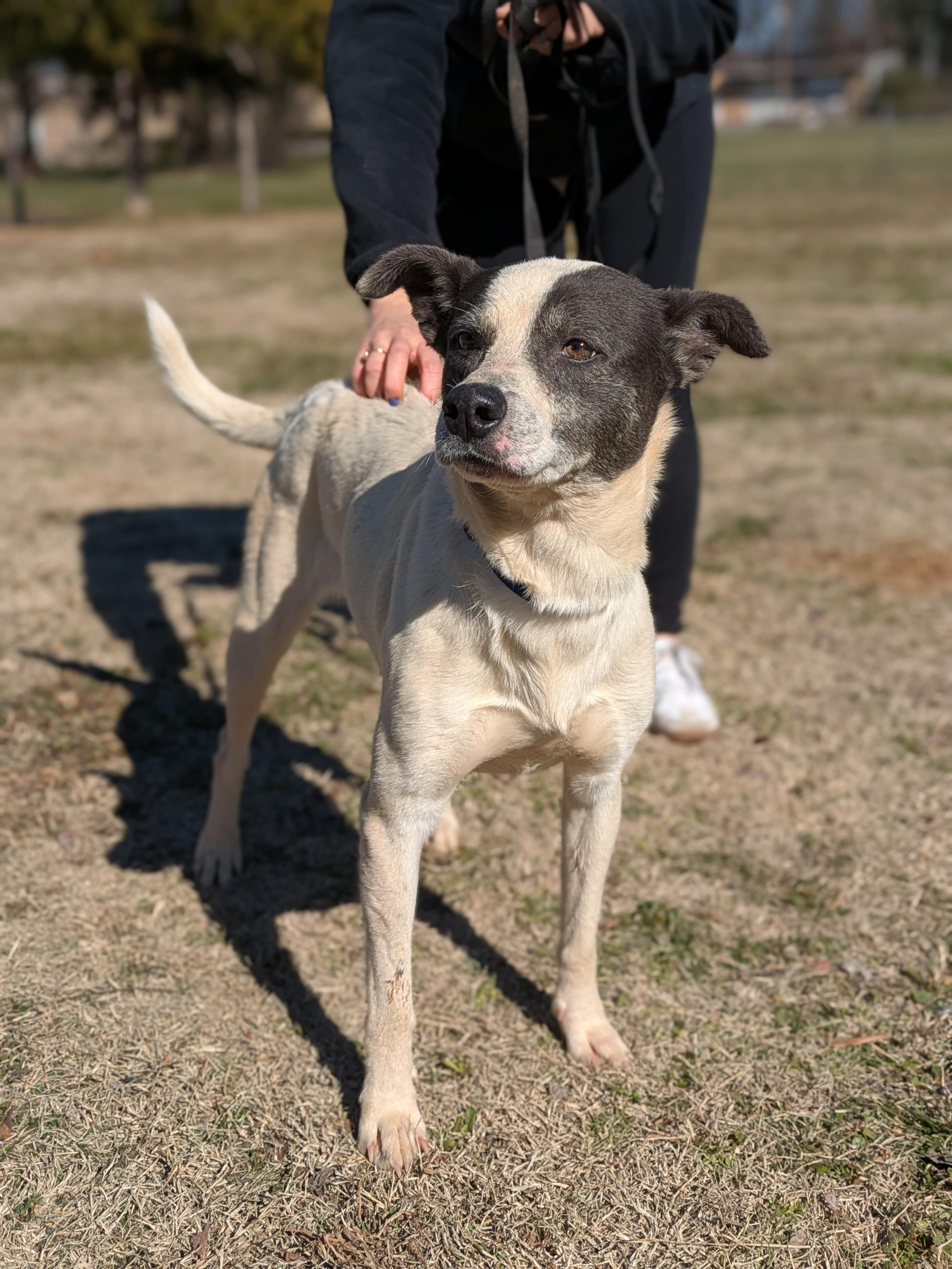 Sassy, Adoptable, Adult Female Mixed Breed.