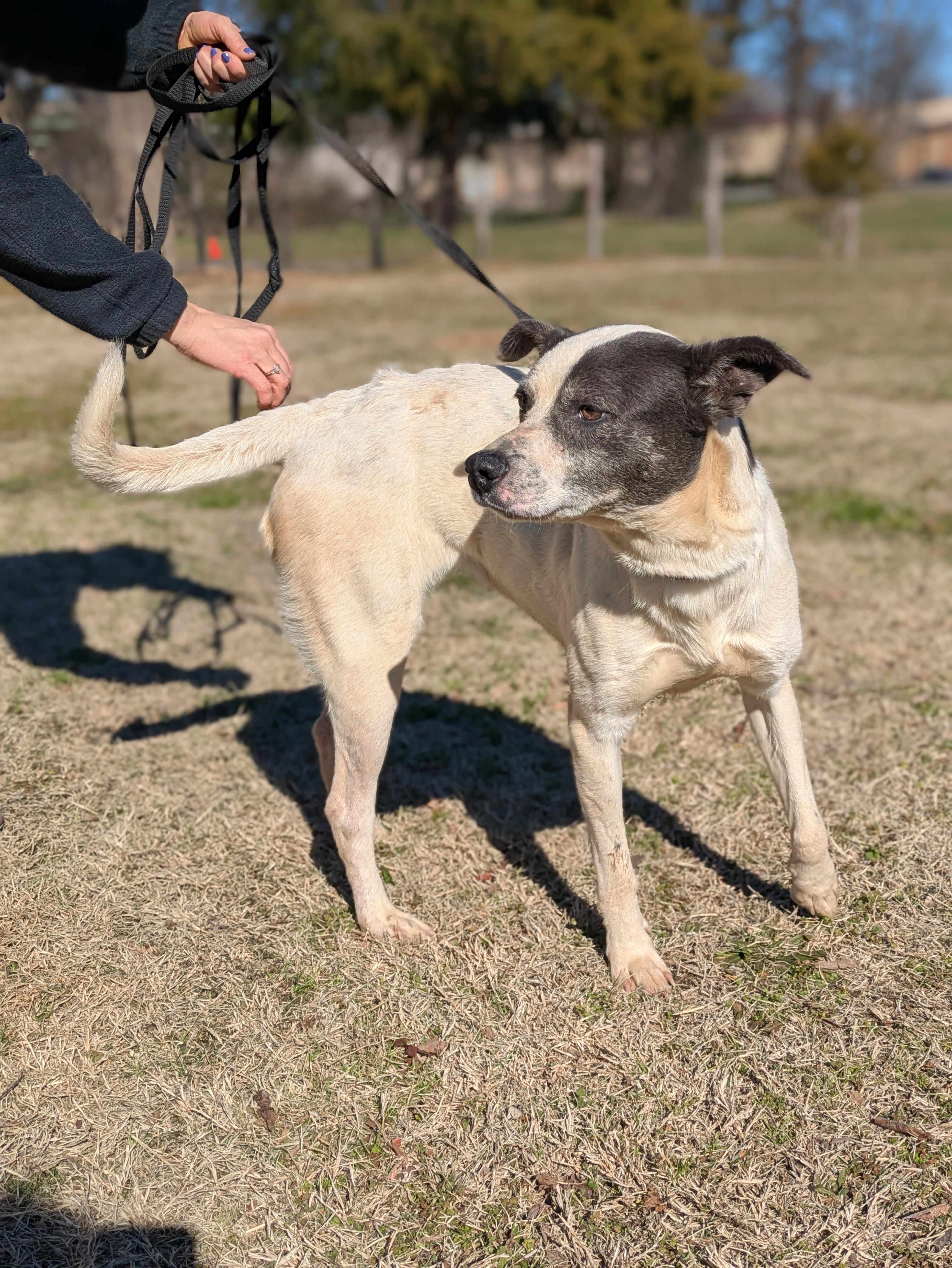 Enlarge Sassy, a Adoptable Mixed Breed in Huntsville, AL image 3/4