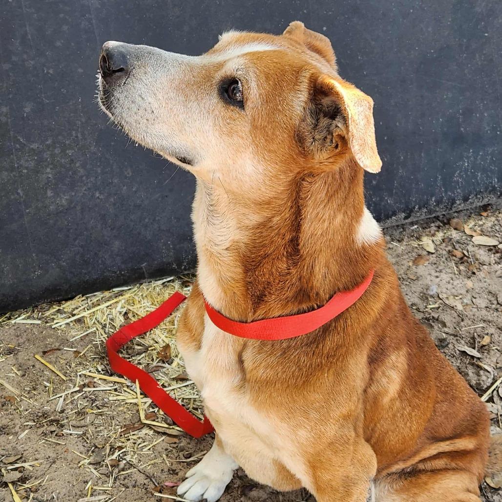 Enlarge Mazie KB, a Adoptable mixed breed in Hoffman Estates, IL image 6/6