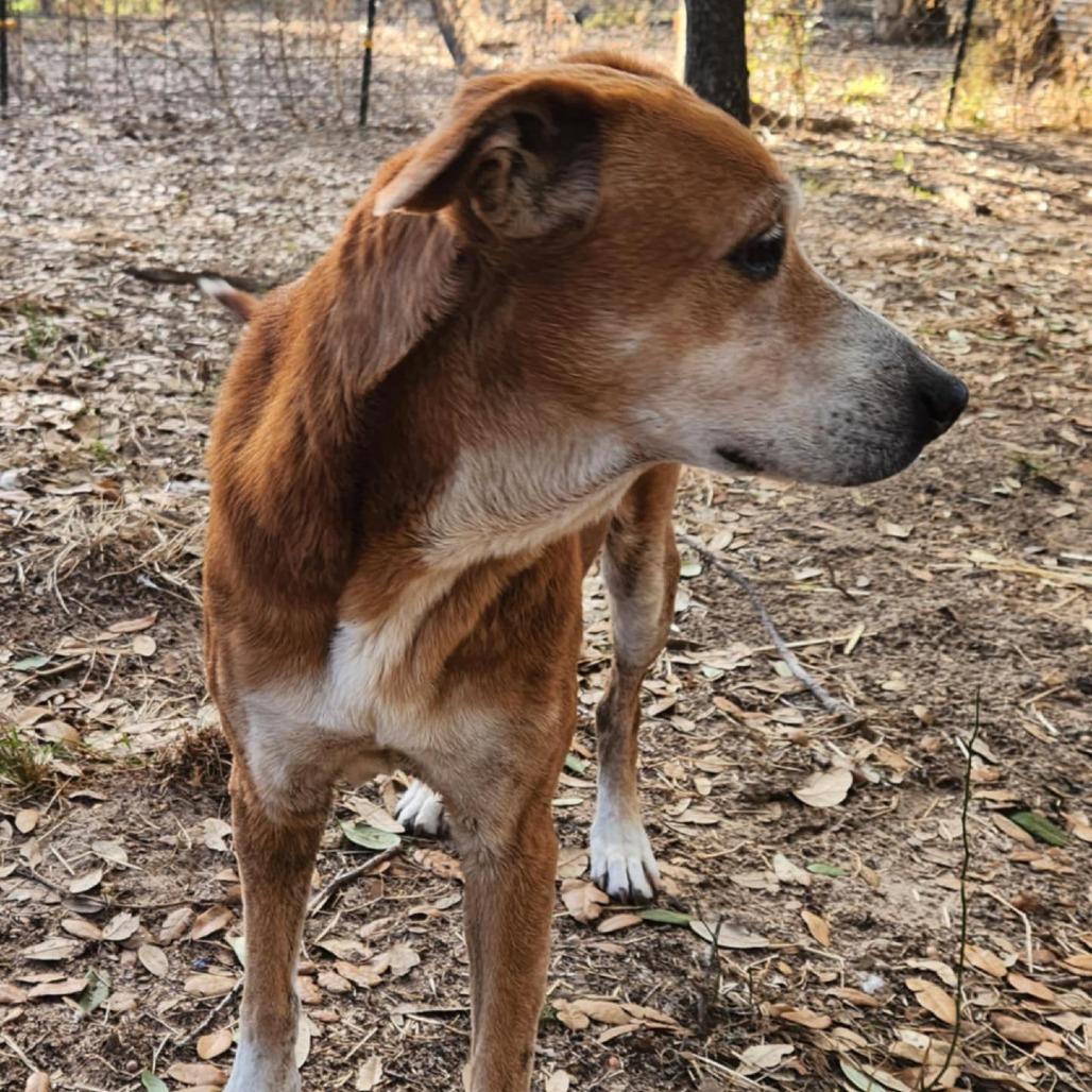 Enlarge Mazie KB, a Adoptable mixed breed in Hoffman Estates, IL image 5/6