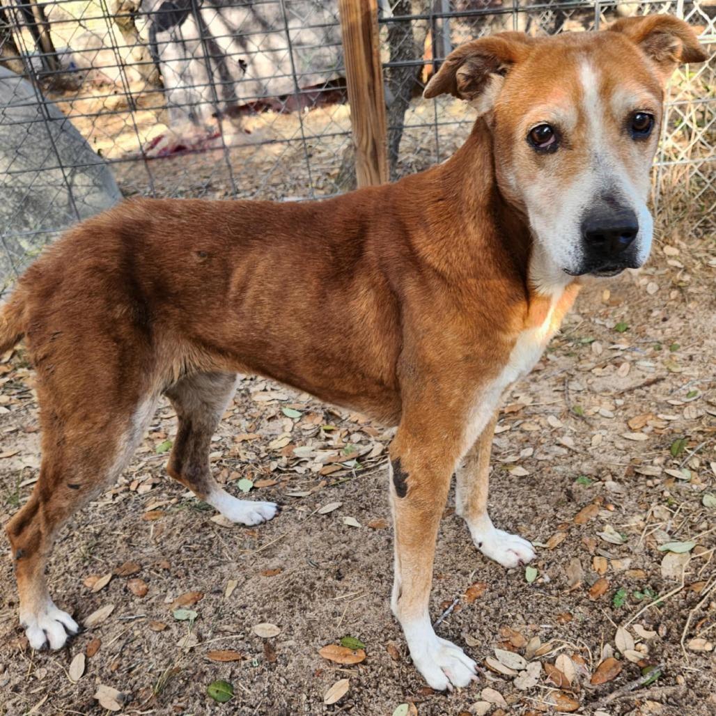 Enlarge Mazie KB, a Adoptable mixed breed in Hoffman Estates, IL image 3/6