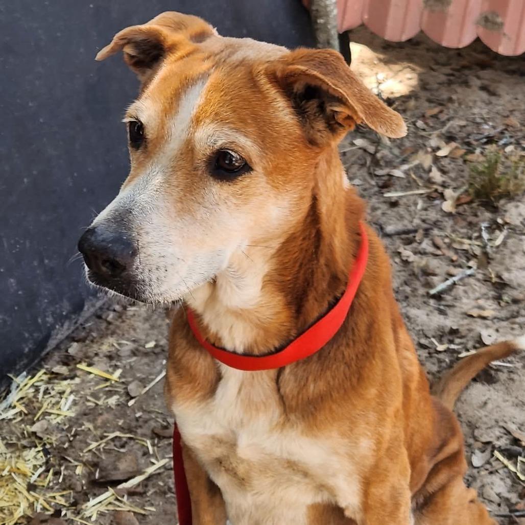 Enlarge Mazie KB, a Adoptable mixed breed in Hoffman Estates, IL image 2/6