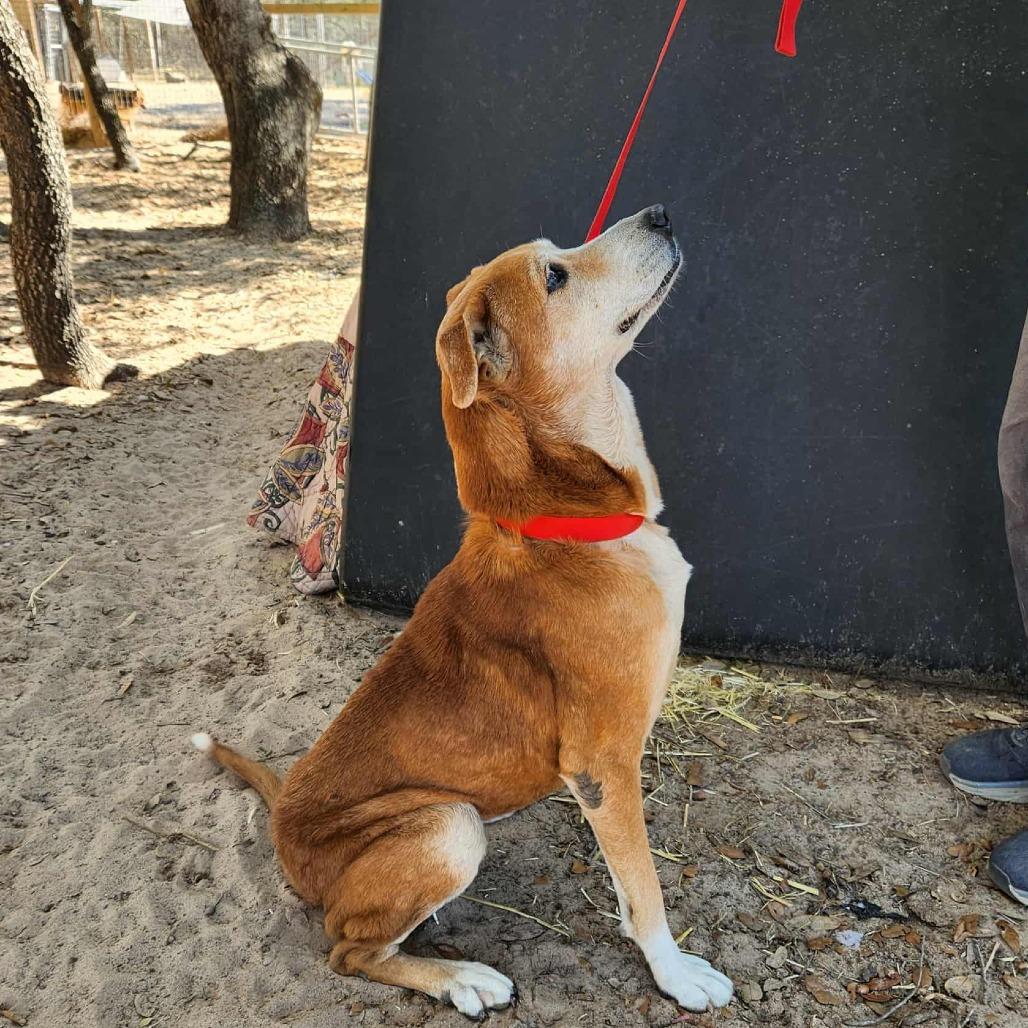 Enlarge Mazie KB, a Adoptable mixed breed in Hoffman Estates, IL image 4/6