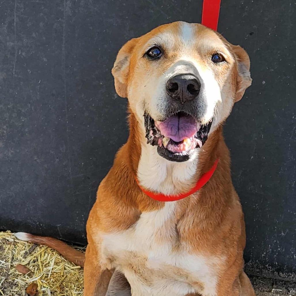 Enlarge Mazie KB, a Adoptable mixed breed in Hoffman Estates, IL image 1/6