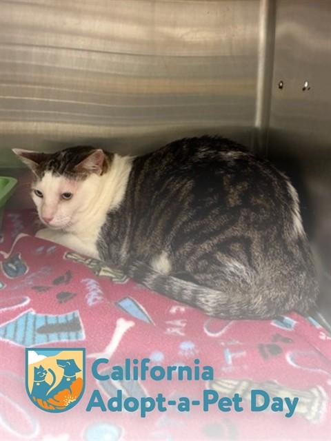 Enlarge PUDDY, a Adoptable Domestic Short Hair in South Lake Tahoe, CA image 1/1
