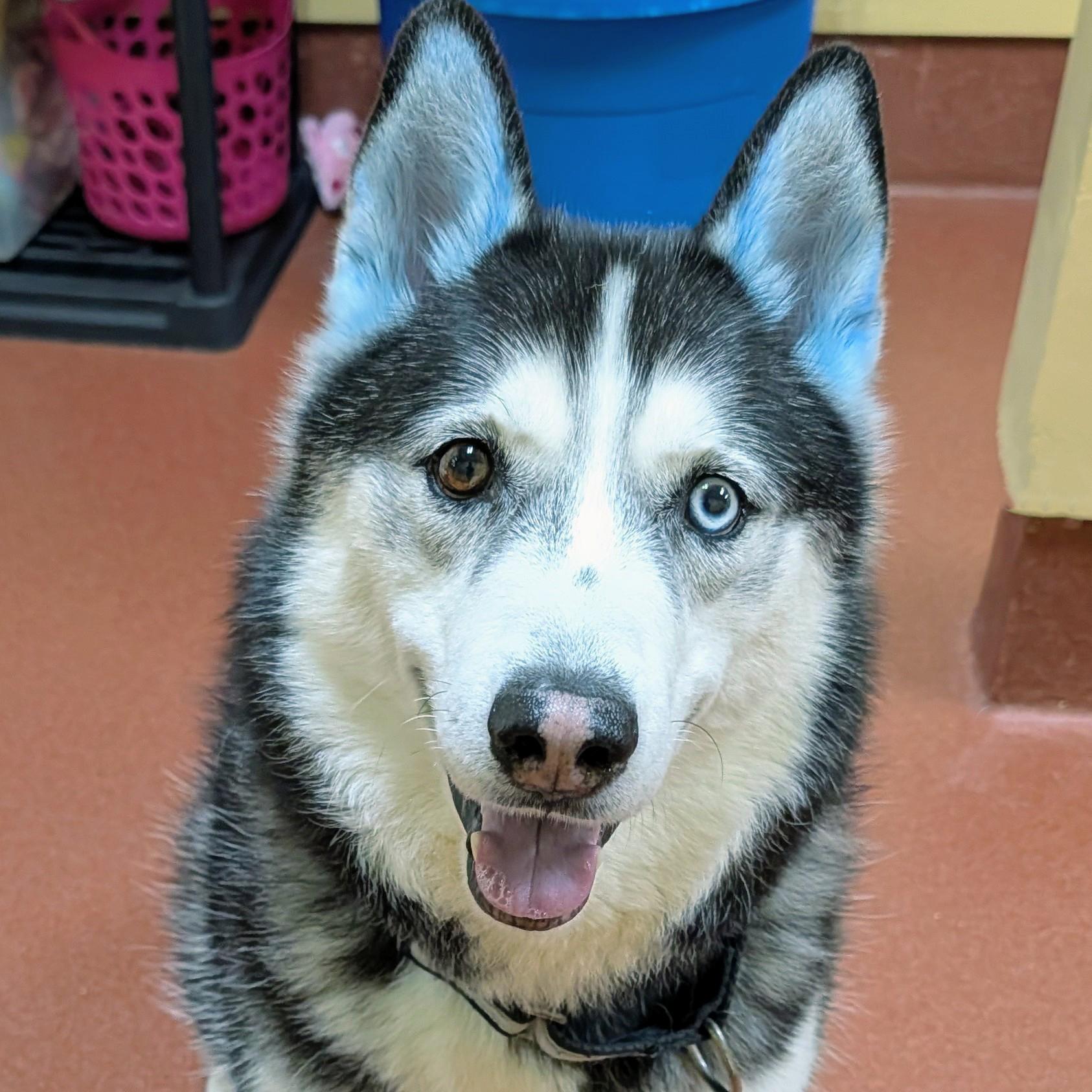 Gummy Bear, a ADOPTABLE Siberian Husky in Accident, MD image 2/6