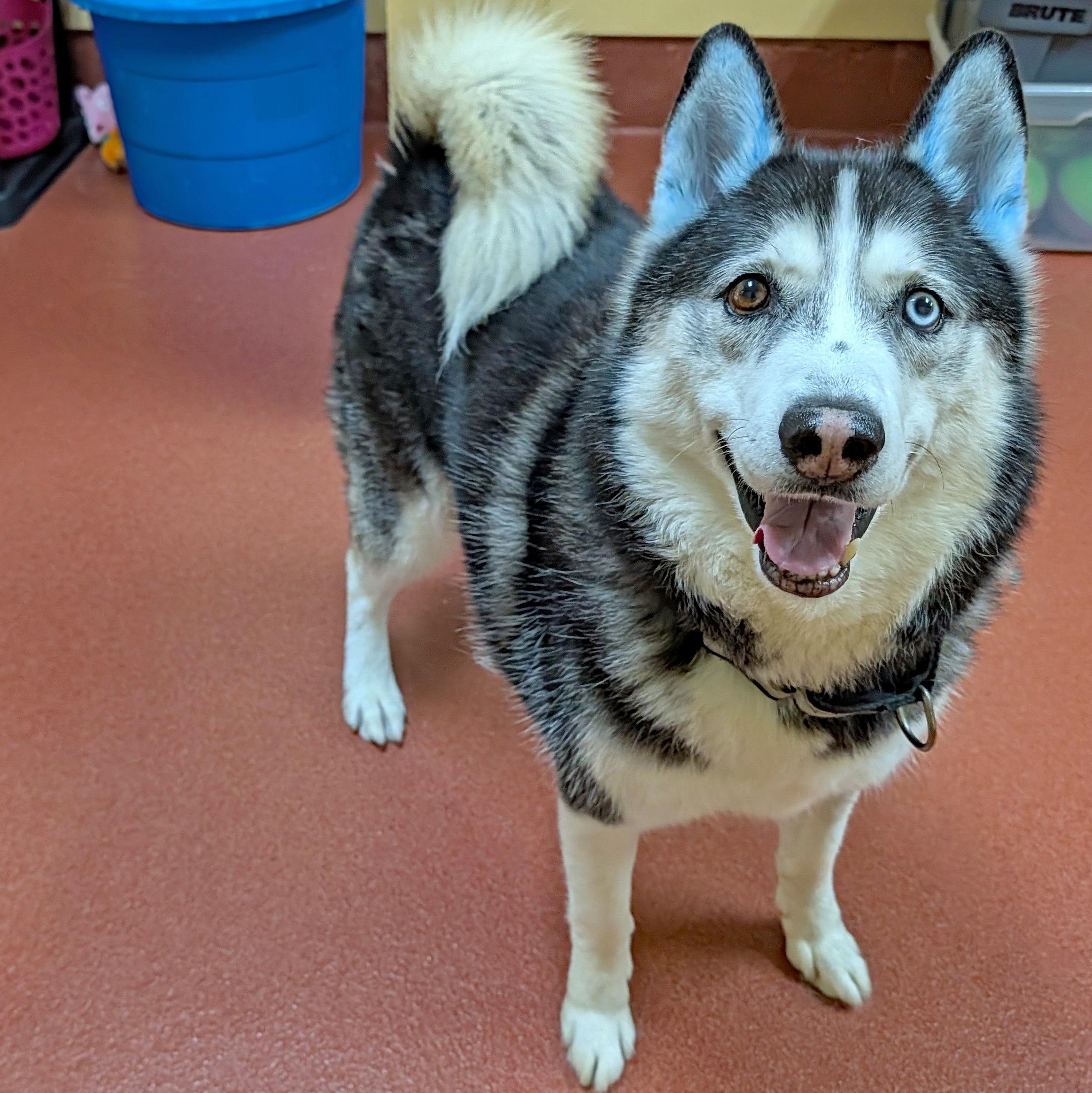 Gummy Bear, a ADOPTABLE Siberian Husky in Accident, MD image 6/6