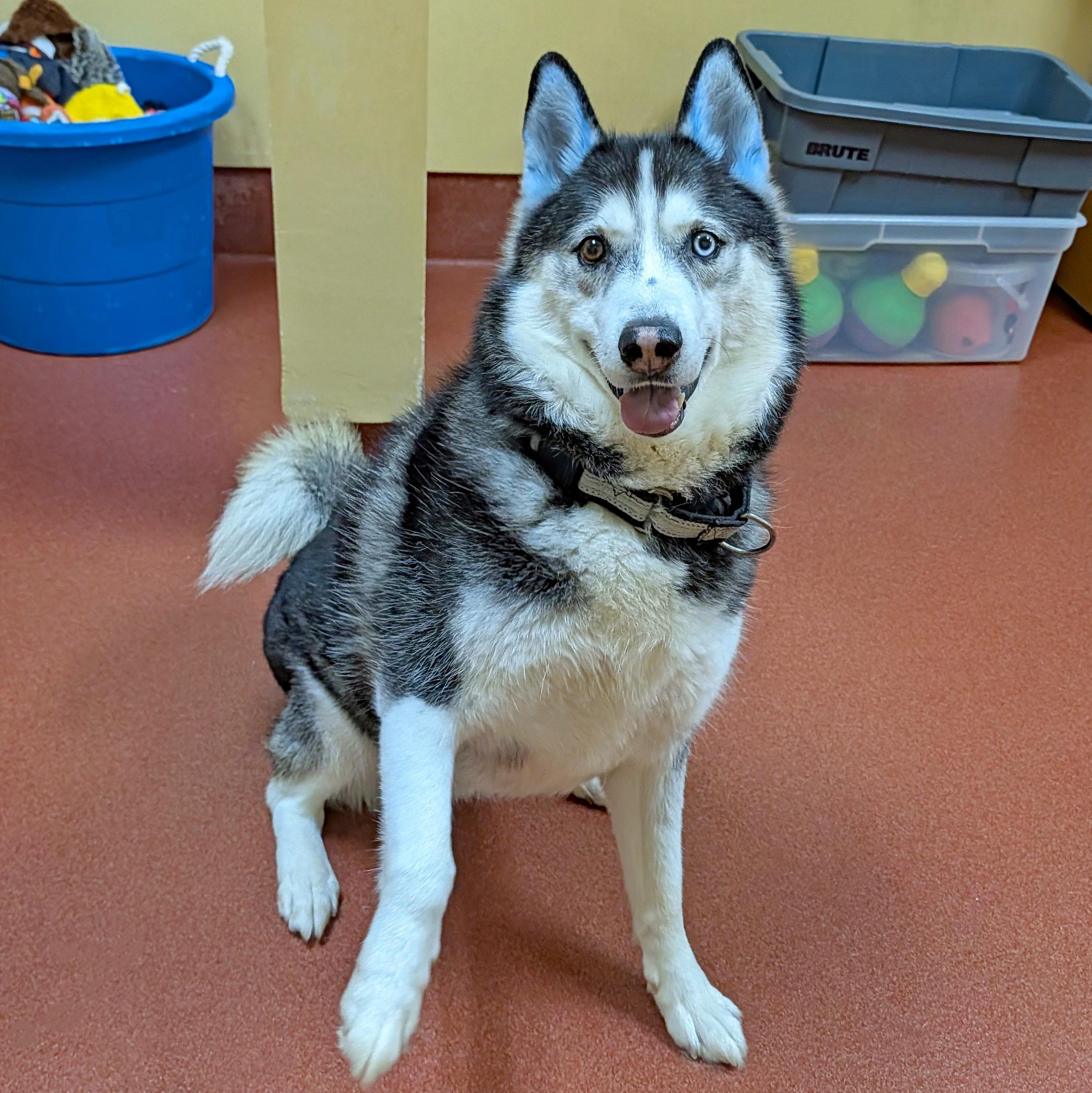 Gummy Bear, a ADOPTABLE Siberian Husky in Accident, MD image 5/6