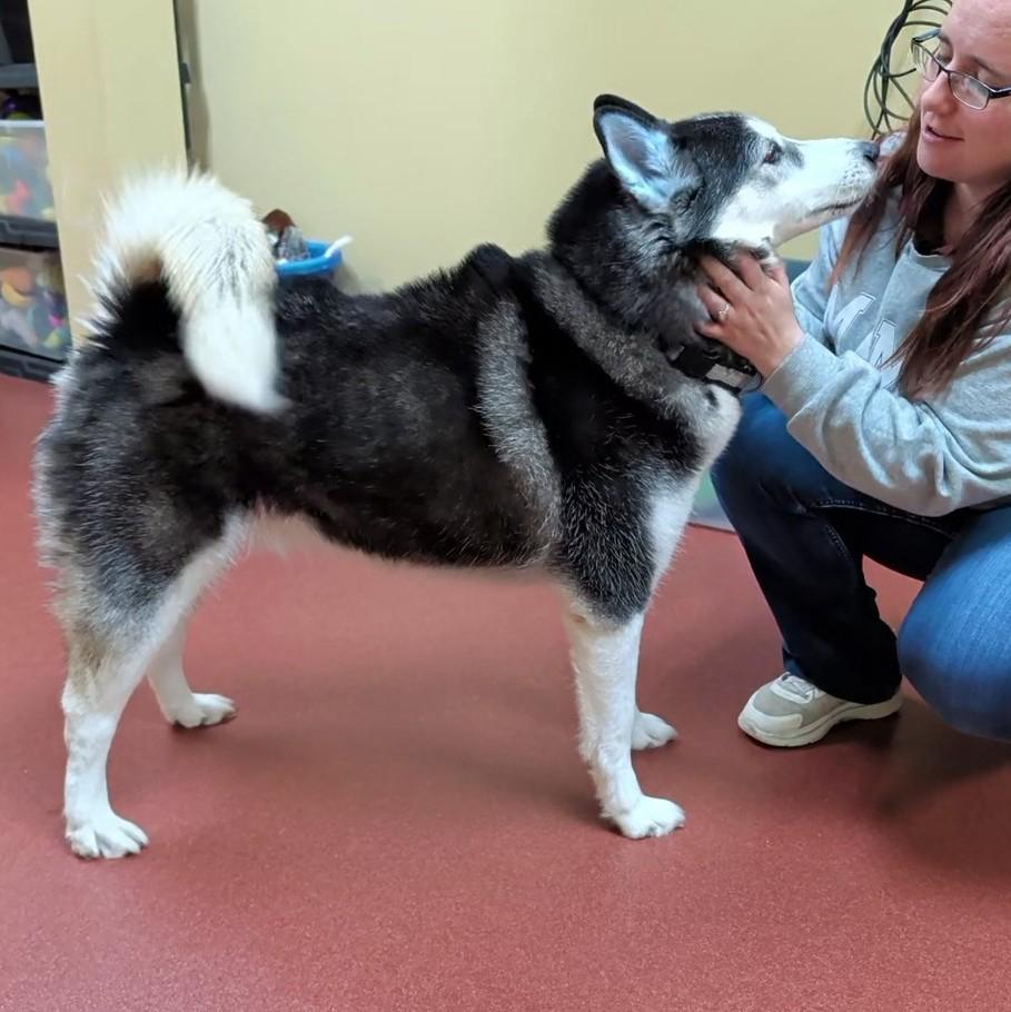 Gummy Bear, a ADOPTABLE Siberian Husky in Accident, MD image 3/6