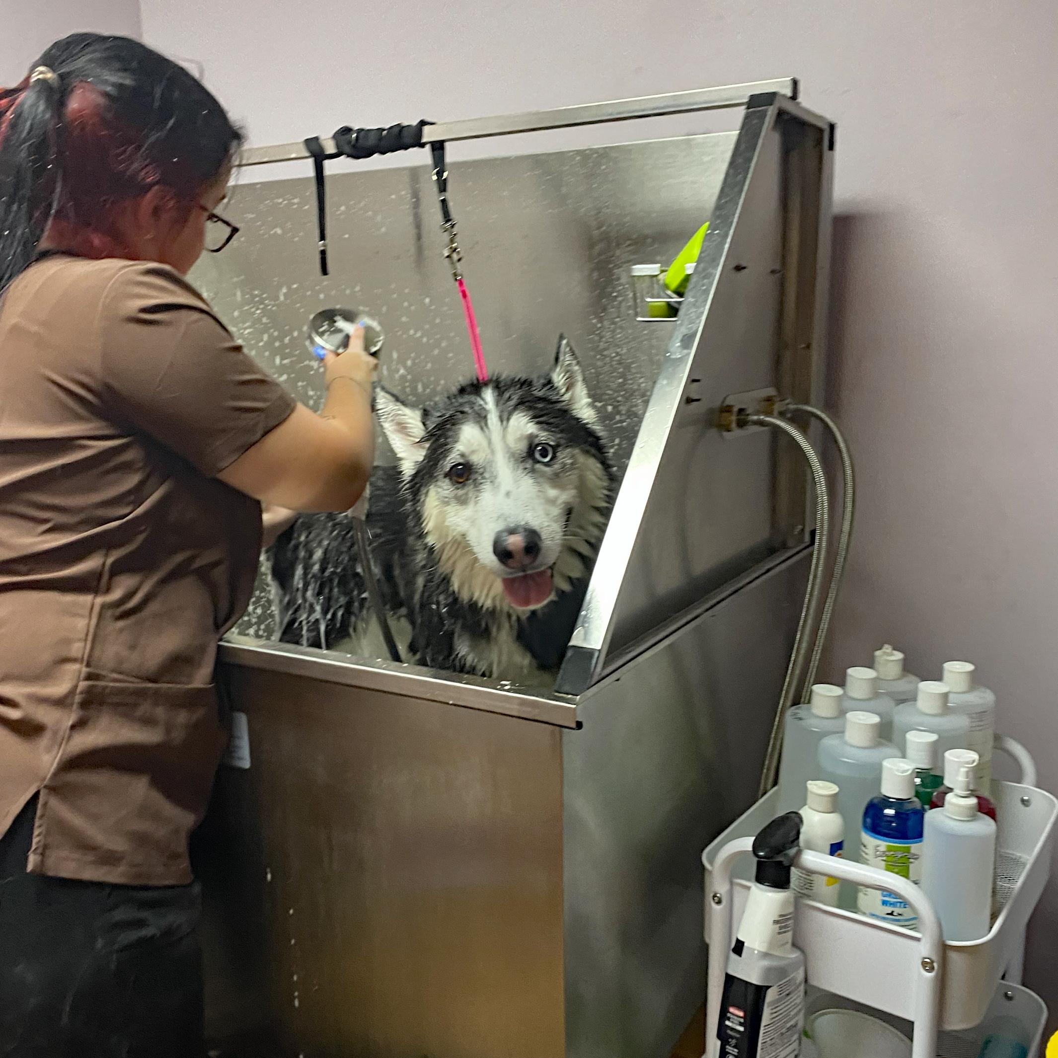 Enlarge Gummy Bear, a Adoptable Siberian Husky in Accident, MD image 4/6