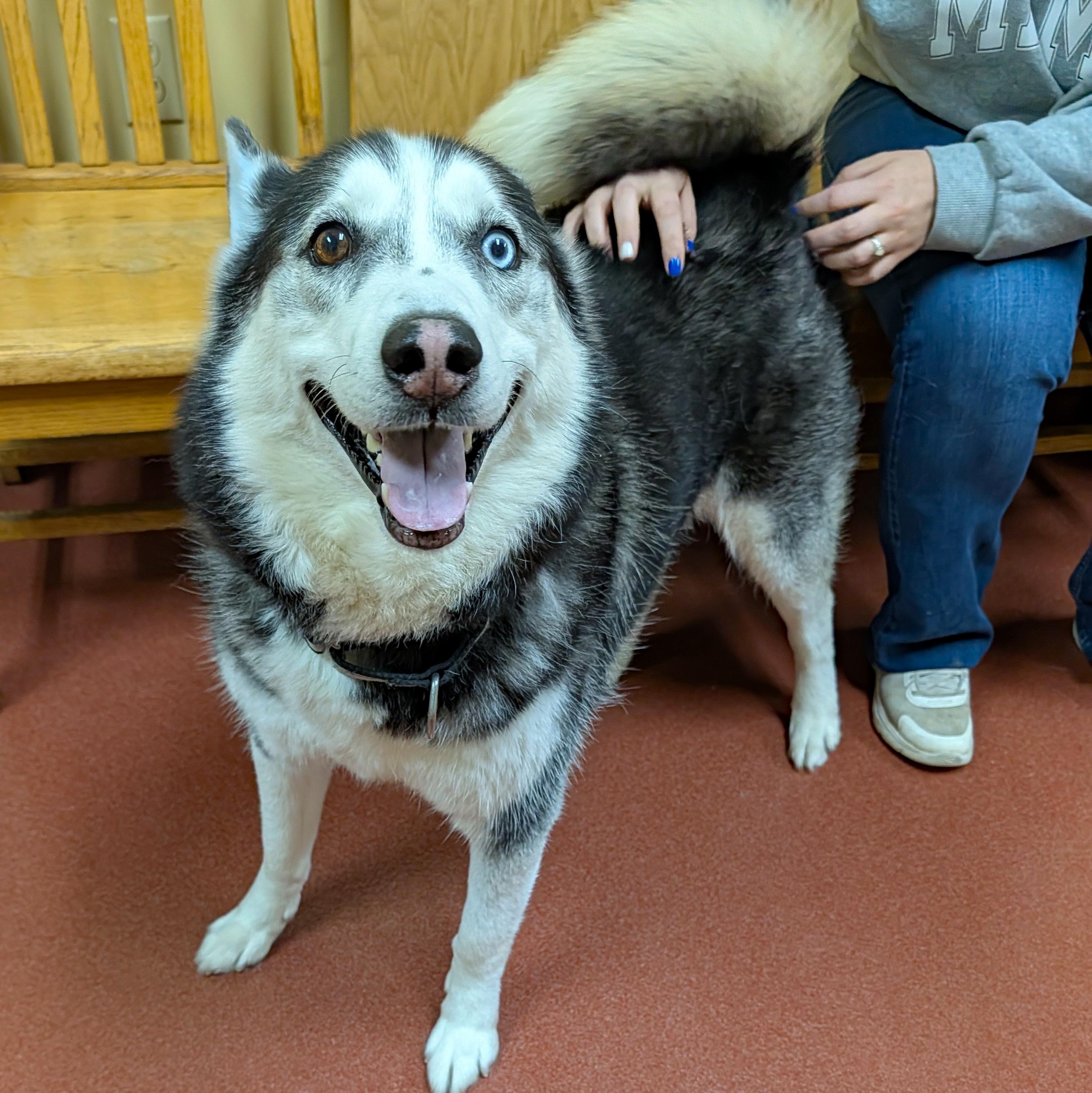 Gummy Bear, a ADOPTABLE Siberian Husky in Accident, MD image 1/6
