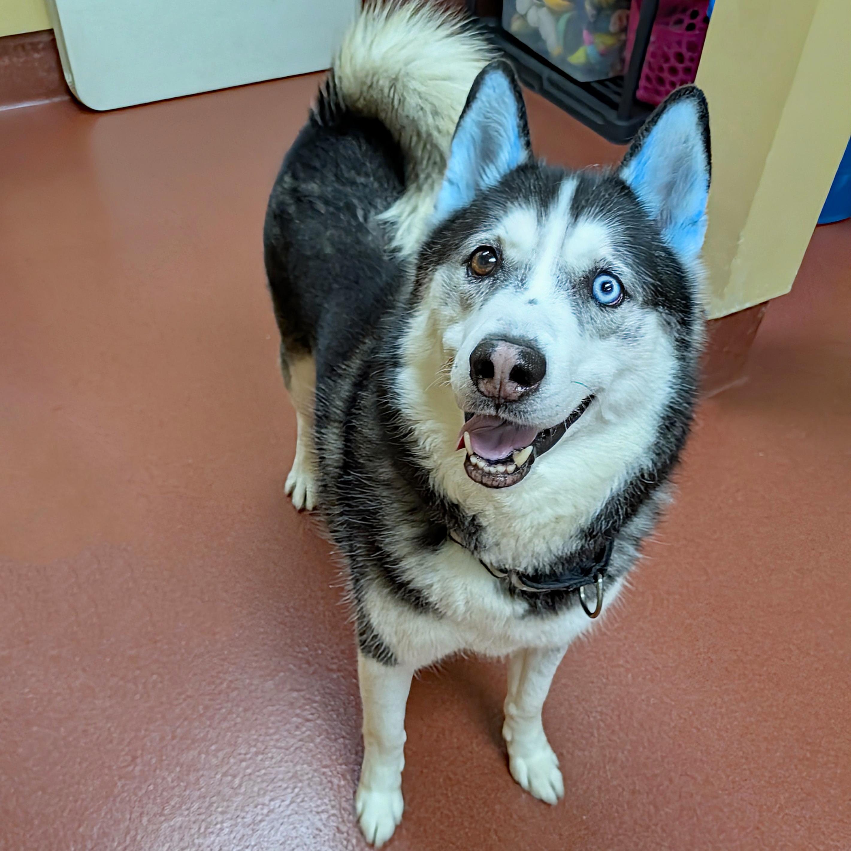 Gummy Bear, a ADOPTABLE Siberian Husky in Accident, MD image 4/6