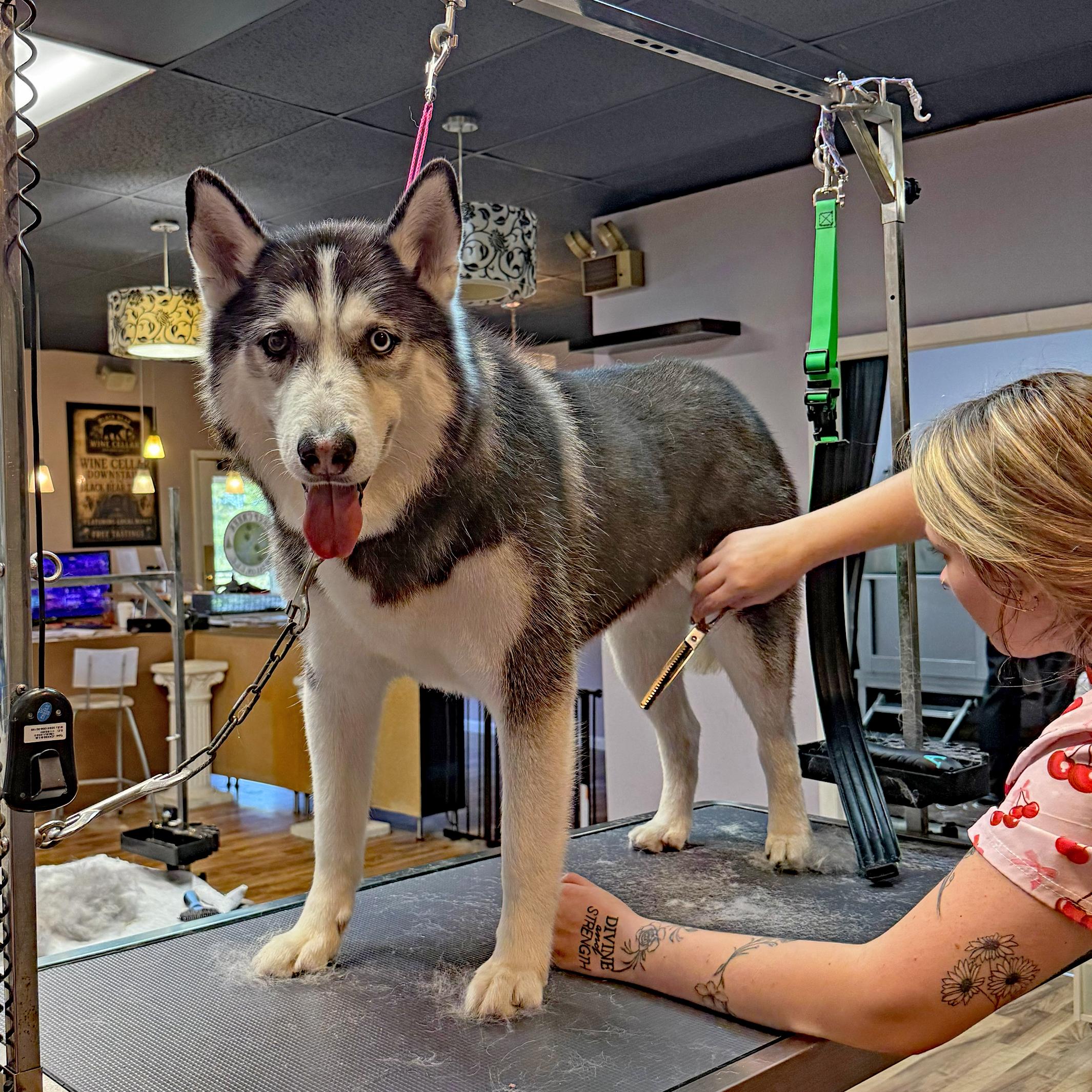 Enlarge Gummy Bear, a Adoptable Siberian Husky in Accident, MD image 3/6