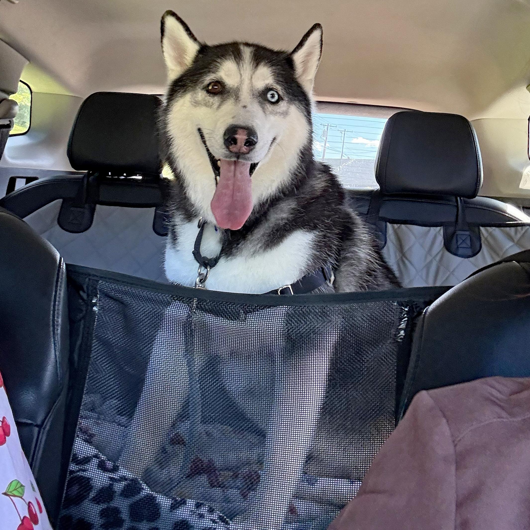 Enlarge Gummy Bear, a Adoptable Siberian Husky in Accident, MD image 2/6