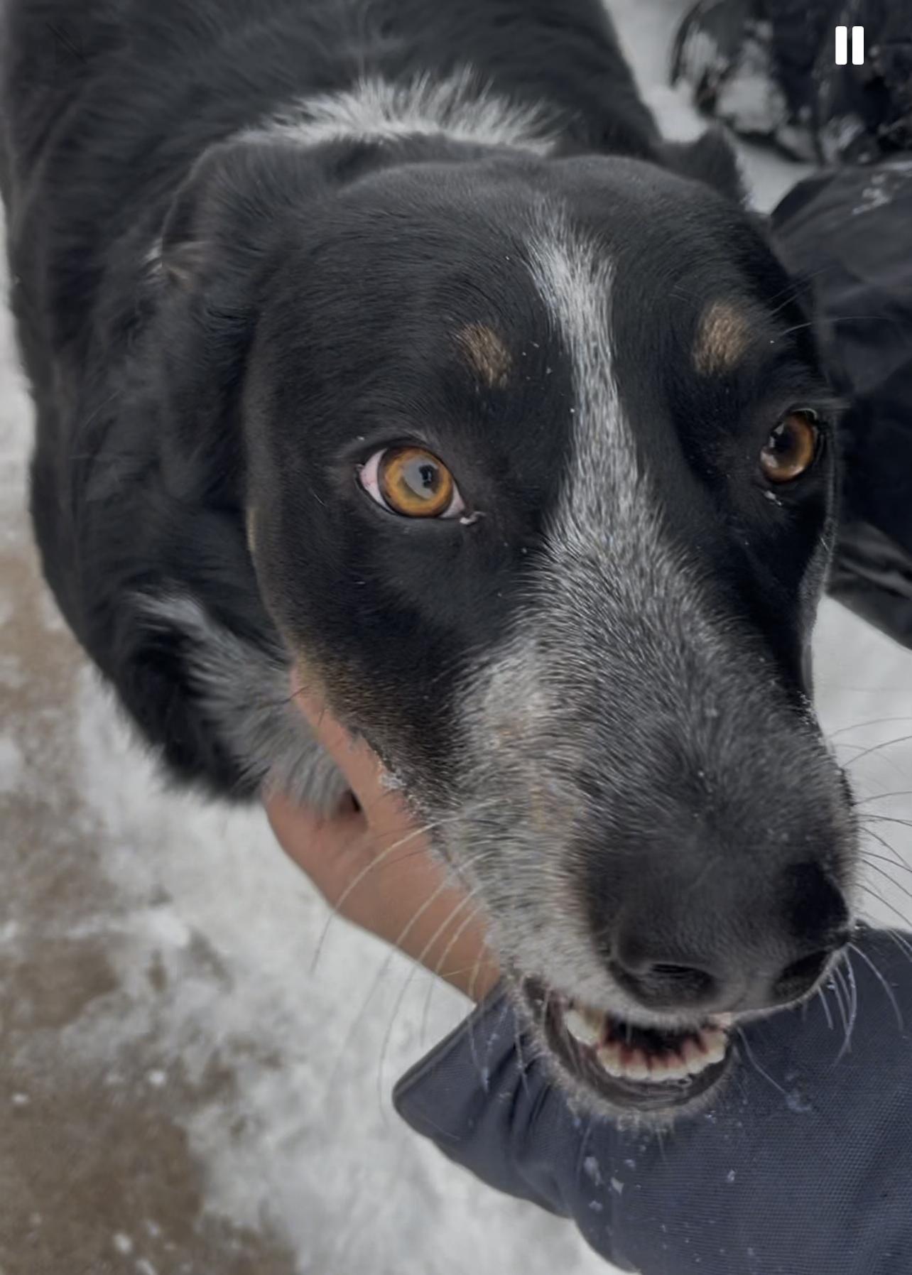 Otis, ADOPTABLE, Adult Male Australian Shepherd.