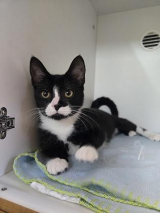 Enlarge Fernanda, a Adoptable mixed breed in Savannah, GA image 2/3