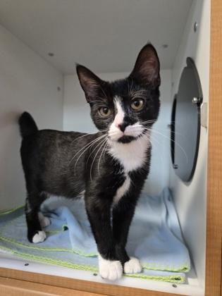 Enlarge Fernanda, a Adoptable mixed breed in Savannah, GA image 3/3