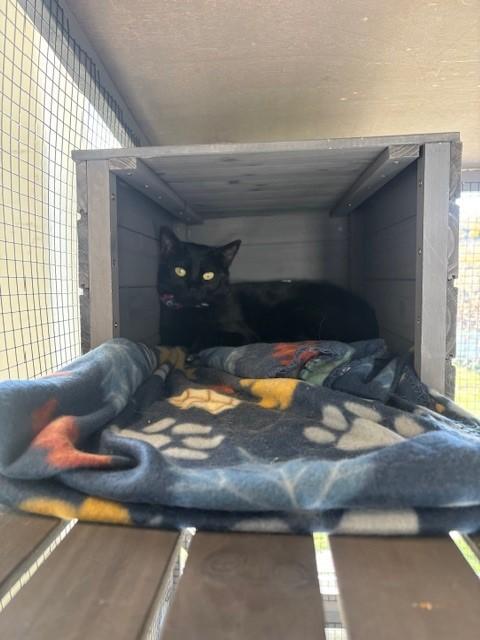 Sweetie, ADOPTABLE, Young Female Domestic Short Hair.