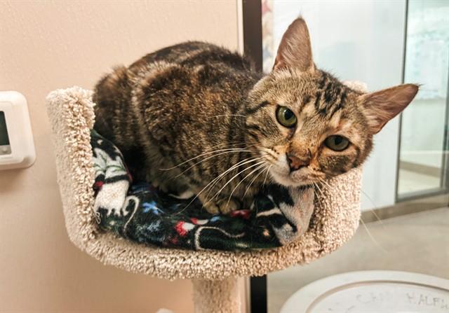 TATUM, Adoptable, Young Female Domestic Short Hair.