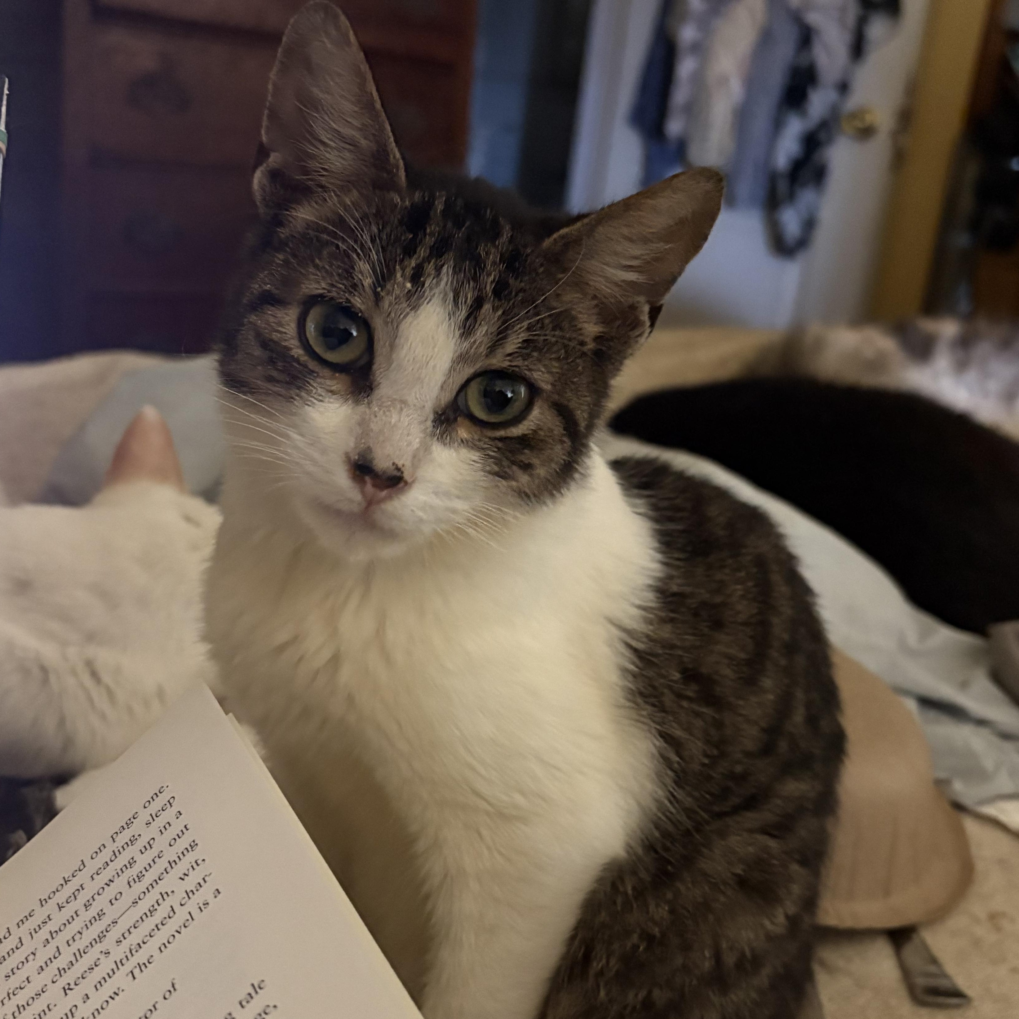 Enlarge Ricky, a ADOPTABLE Domestic Short Hair in Whittier, CA image 1/1