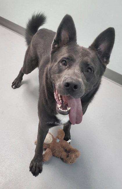 Frank (7208), Adoptable, Adult Male Shepherd.