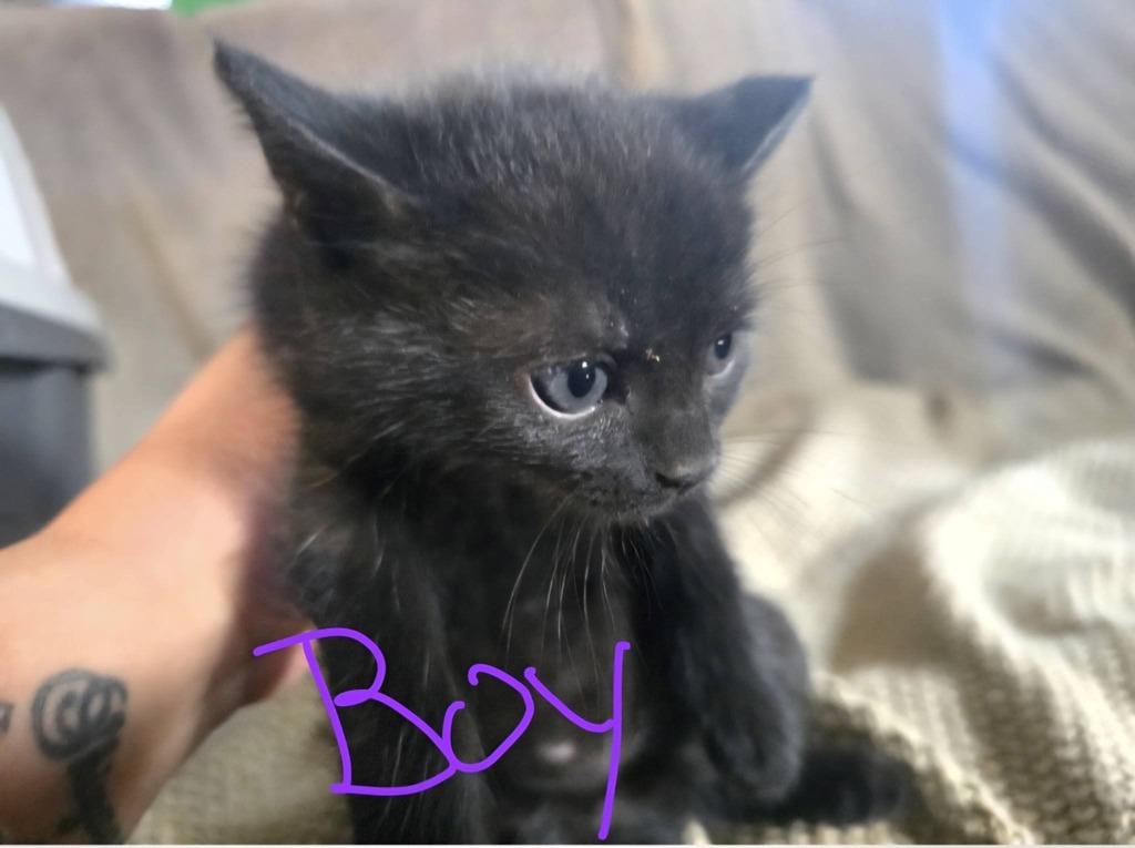 Enlarge Avery, a Adoptable mixed breed in Brookings, OR image 1/1