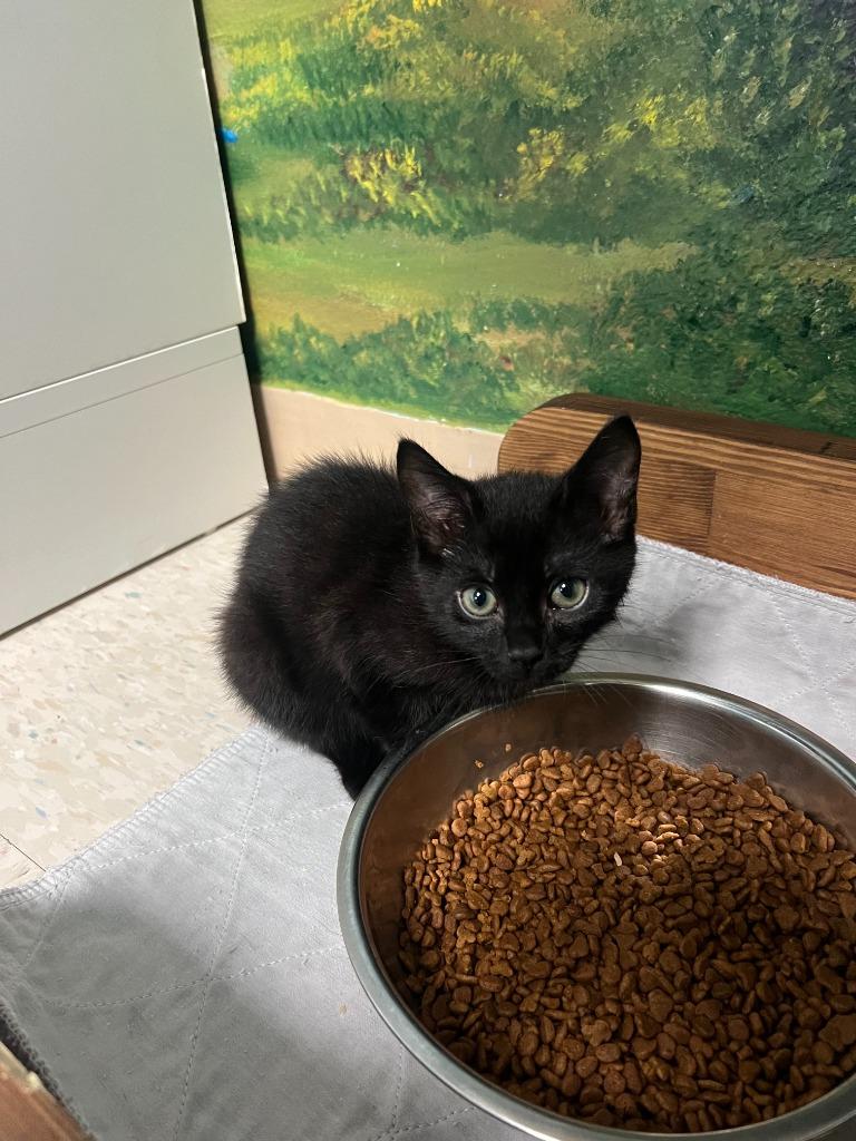 Enlarge Avery, a Adoptable mixed breed in Brookings, OR image 2/2