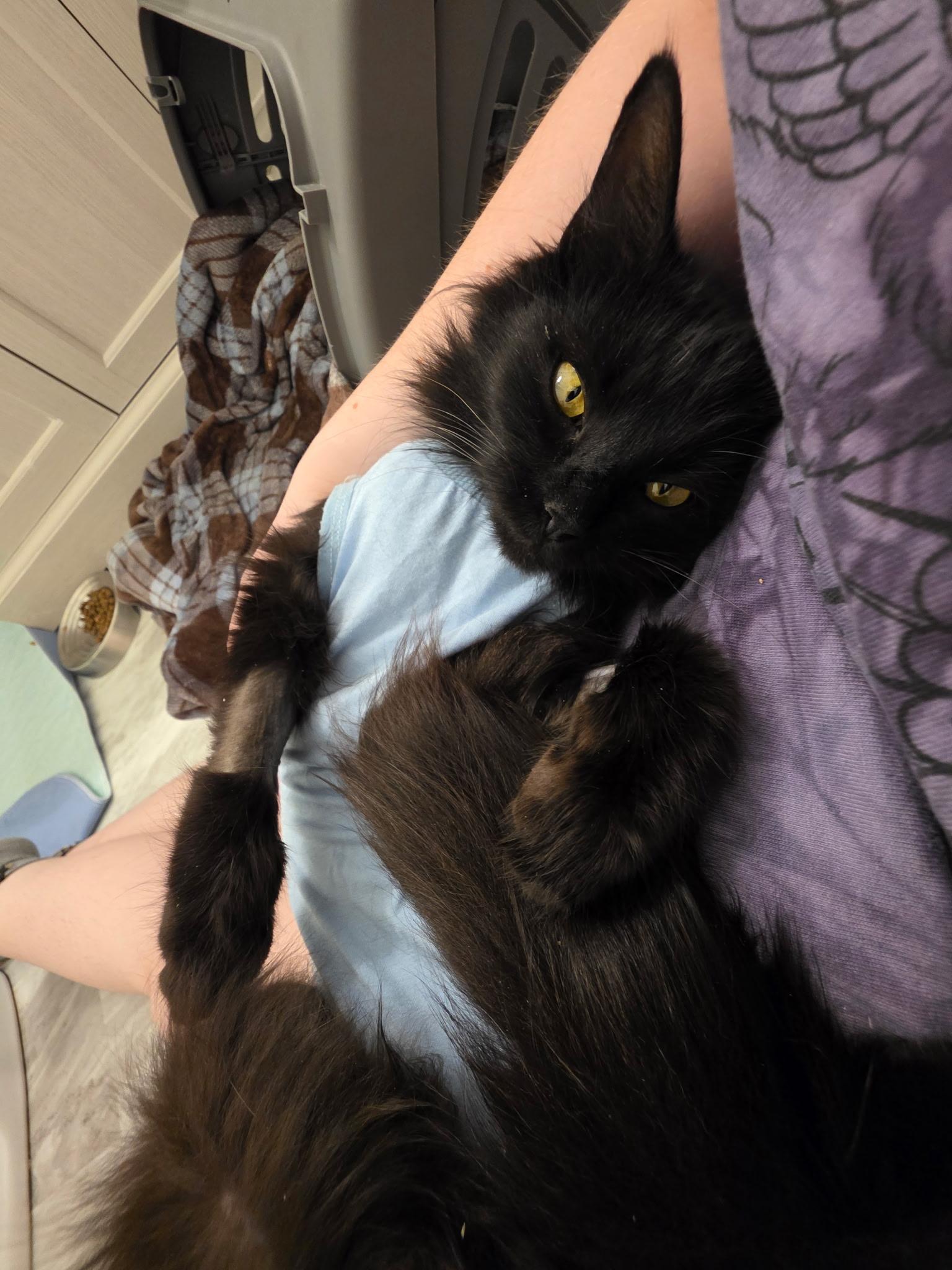 Enlarge Lucy, a ADOPTABLE Domestic Long Hair in Columbus, OH image 4/5