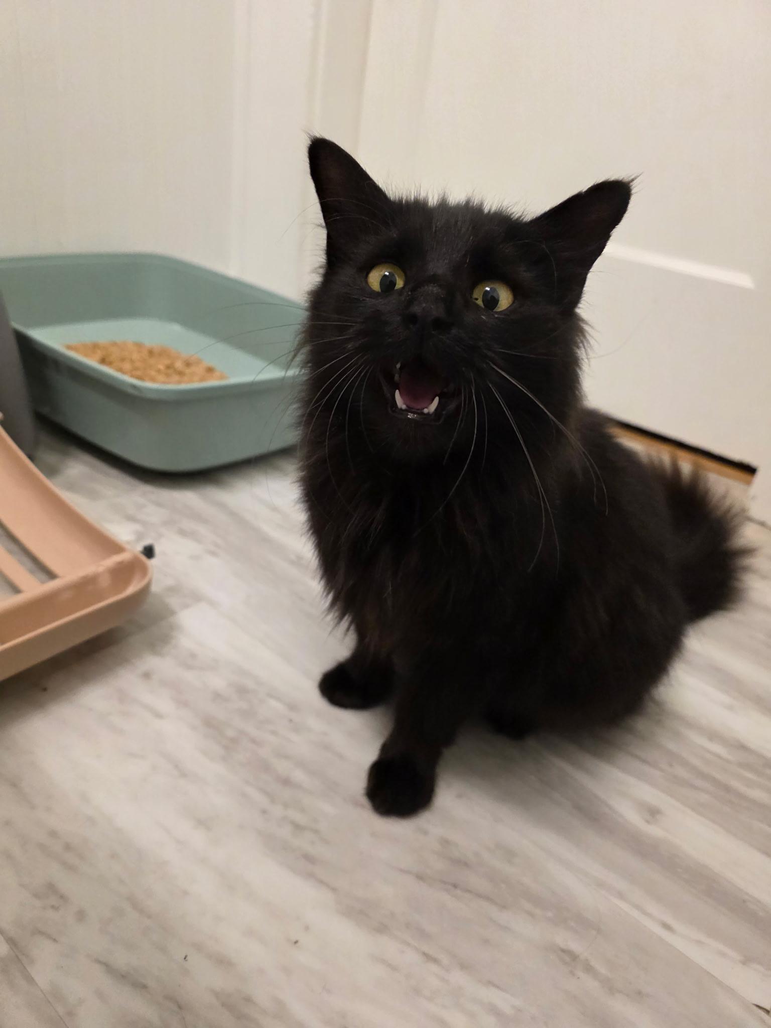 Lucy, ADOPTABLE, Kitten Female Domestic Long Hair.