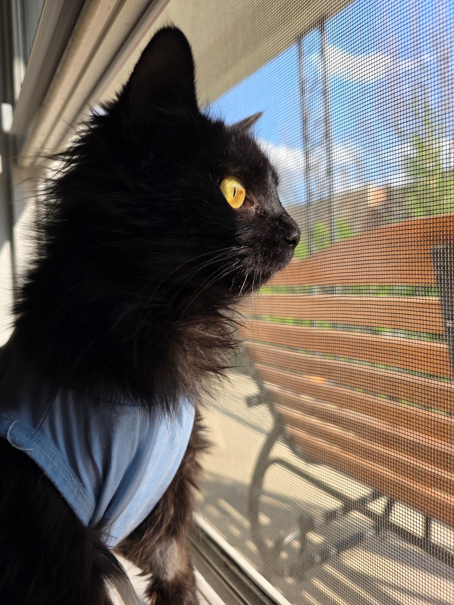 Enlarge Lucy, a ADOPTABLE Domestic Long Hair in Columbus, OH image 5/5