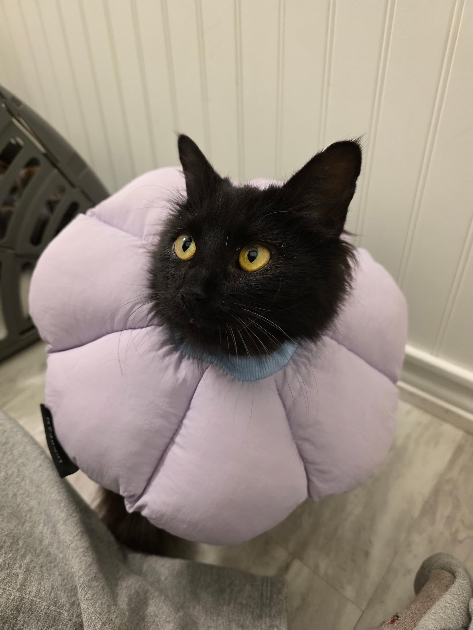 Enlarge Lucy, a ADOPTABLE Domestic Long Hair in Columbus, OH image 3/5