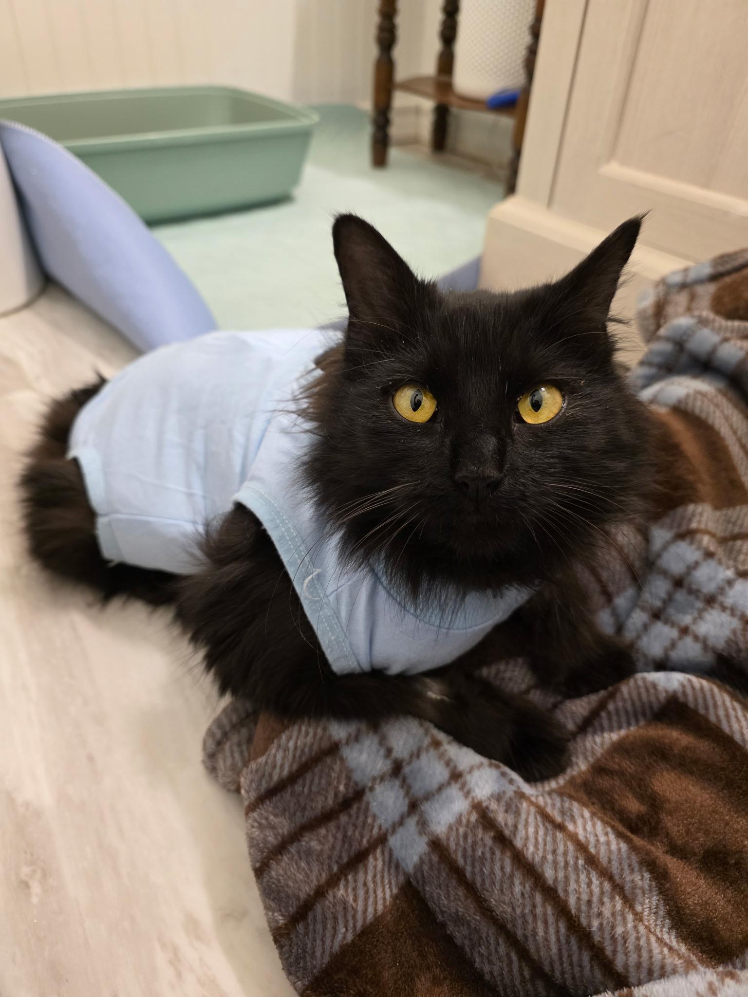 Enlarge Lucy, a ADOPTABLE Domestic Long Hair in Columbus, OH image 2/5