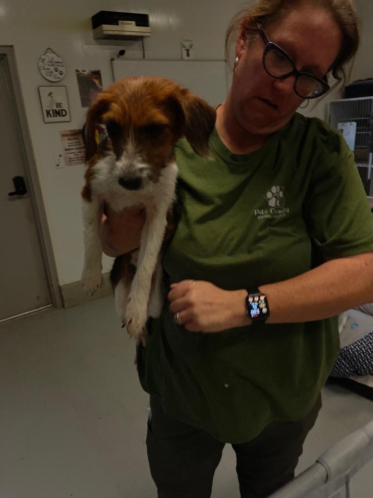 Enlarge Emily, a Adopted mixed breed in Pittsfield, IL image 2/3