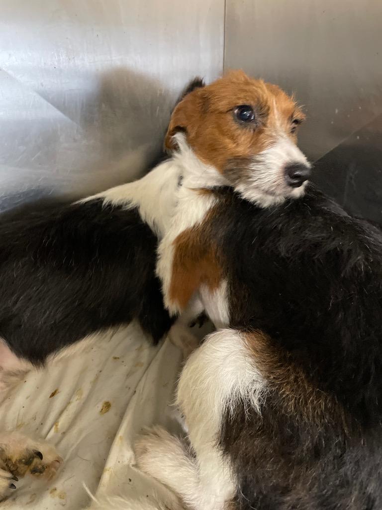 Enlarge Emily, a Adopted mixed breed in Pittsfield, IL image 3/3