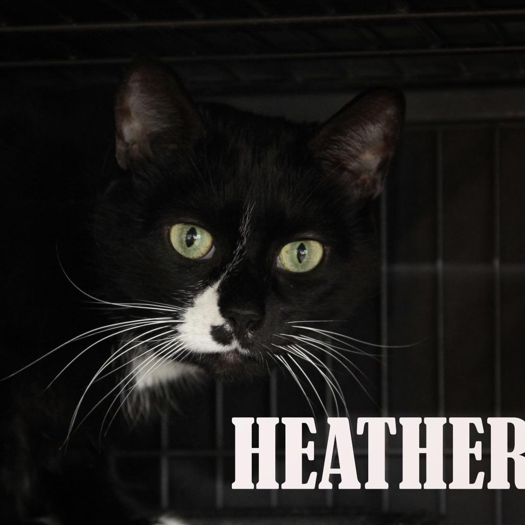 Heather, Adoptable, Senior Female Domestic Short Hair.