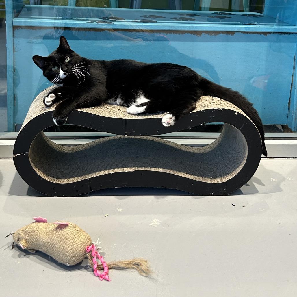 Heather, a Adoptable Domestic Short Hair in Mooresville, NC image 2/3