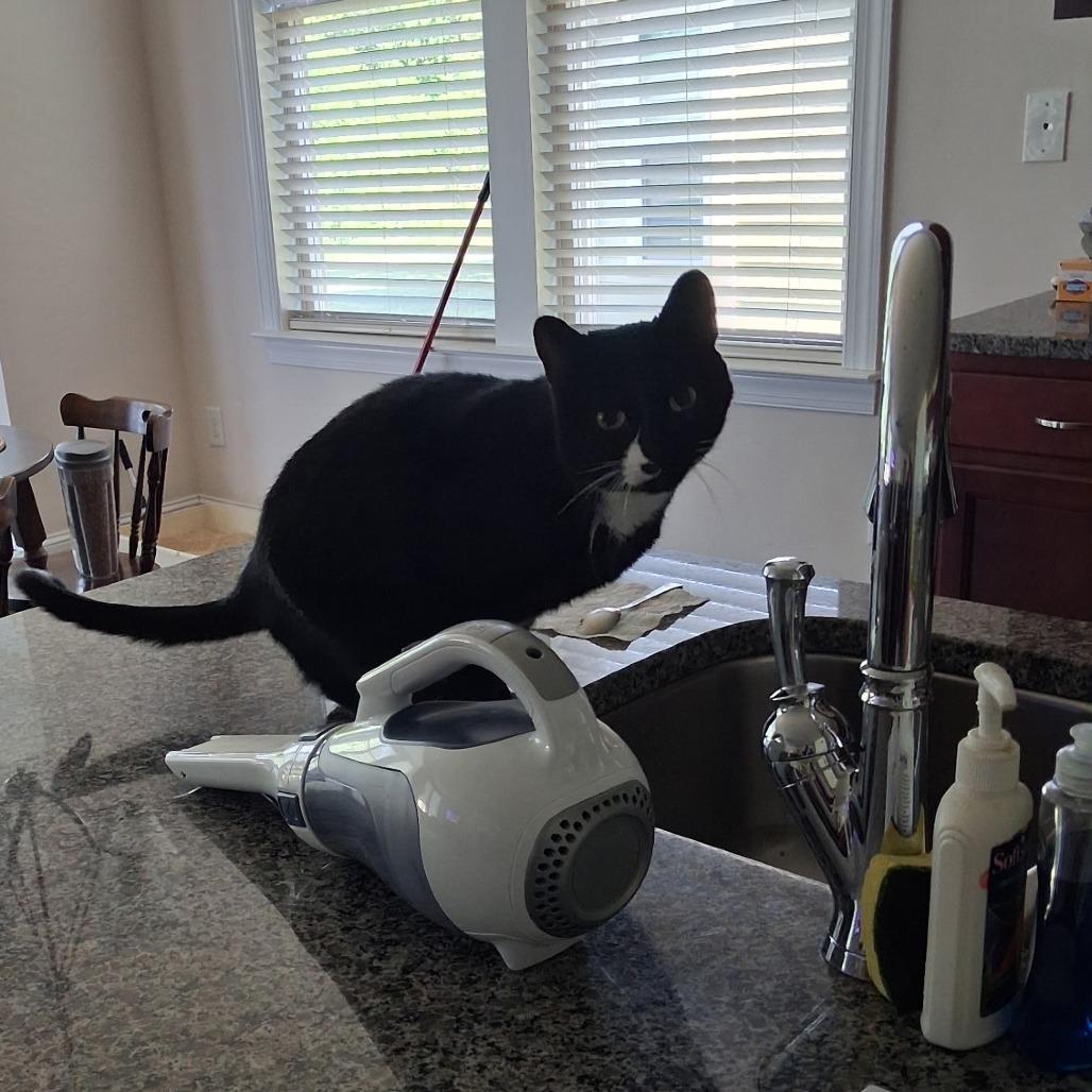 Heather, a Adoptable Domestic Short Hair in Mooresville, NC image 3/3